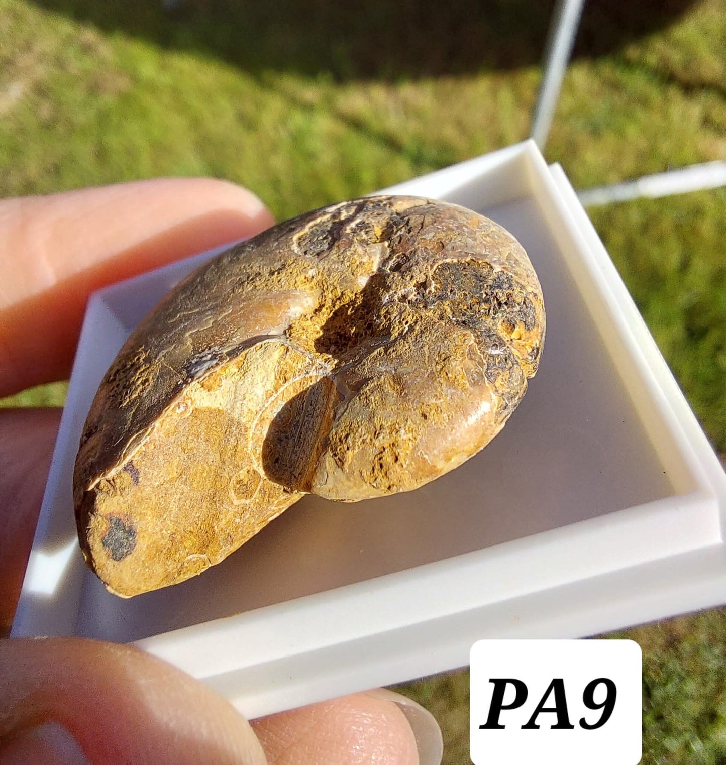 Phylloceras Ammonite, Fossil (Ref: PA9)