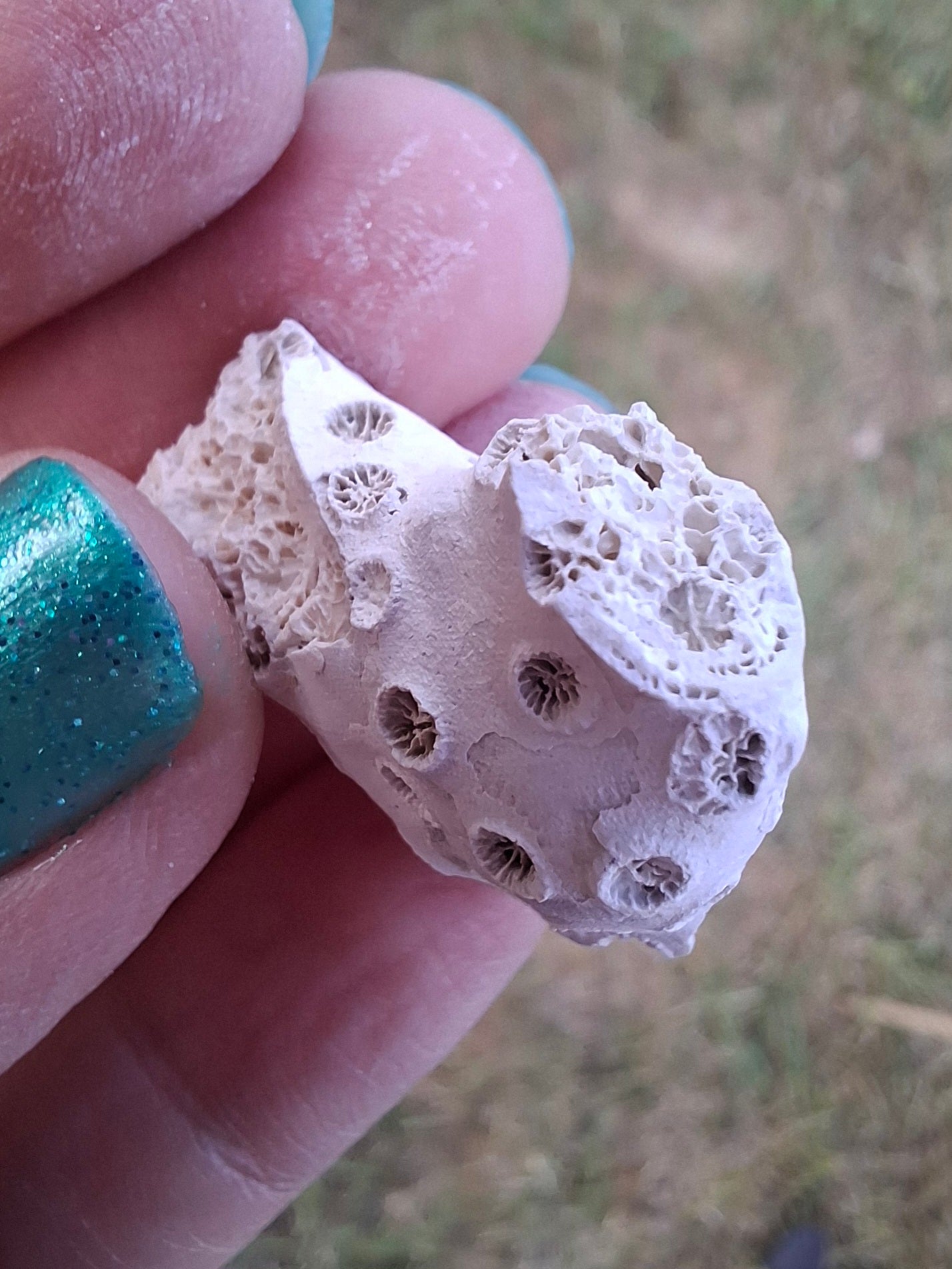 Fossil Coral, (Ref: FC1)