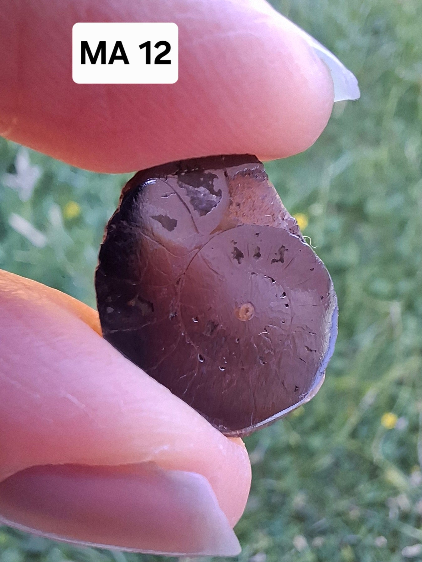 Small Haematite Ammonite HALF, 1.36g, Fossil (Ref: MA12)