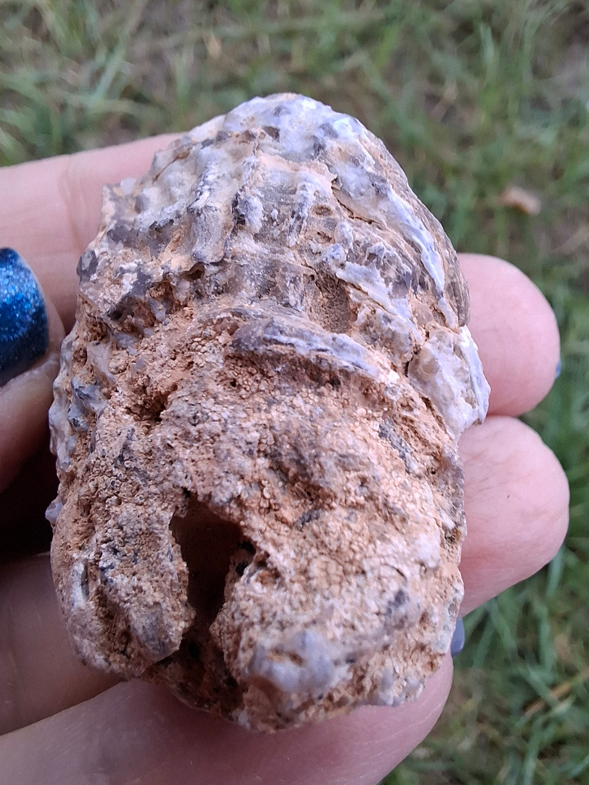 Chalcedony Oyster, Fossil (Ref: FO6)