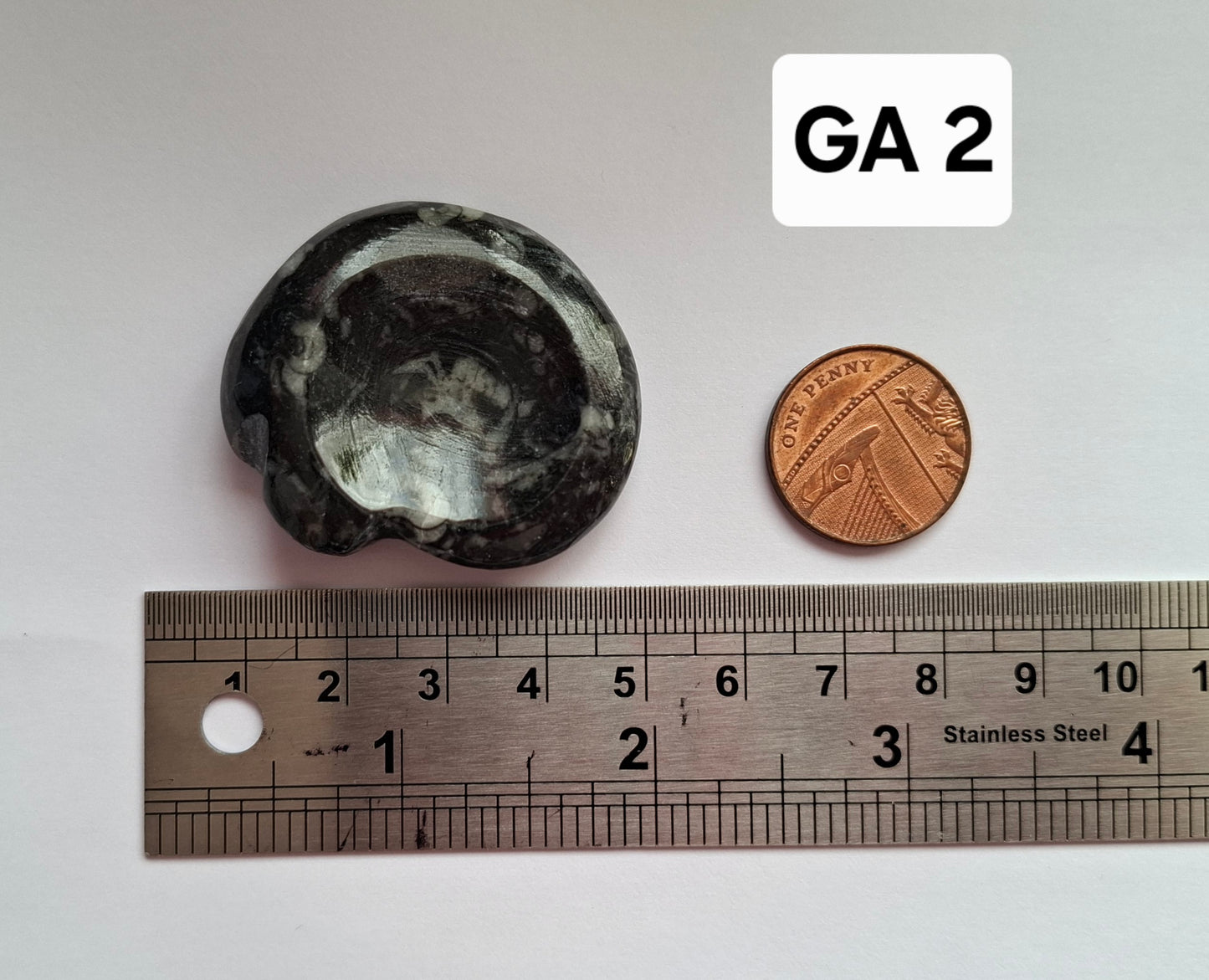 Goniatite, Fossil (Ref: GA2)