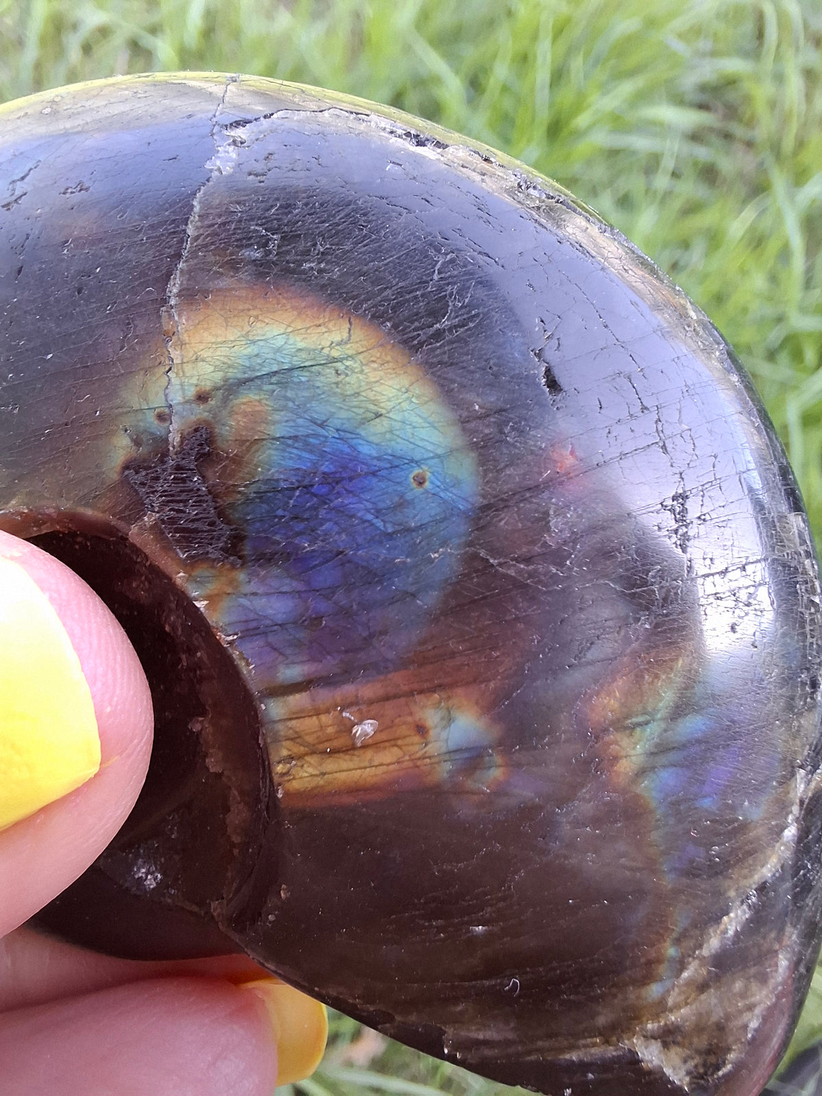 Labradorite Ammonite Carving, 89.31g, Crystal (Ref: laba6)