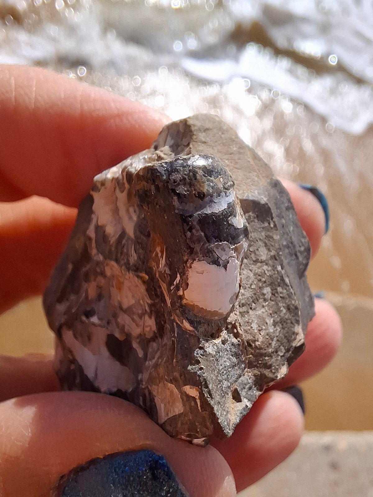 Ammonite Cluster, Fossil (Ref: ACL3)