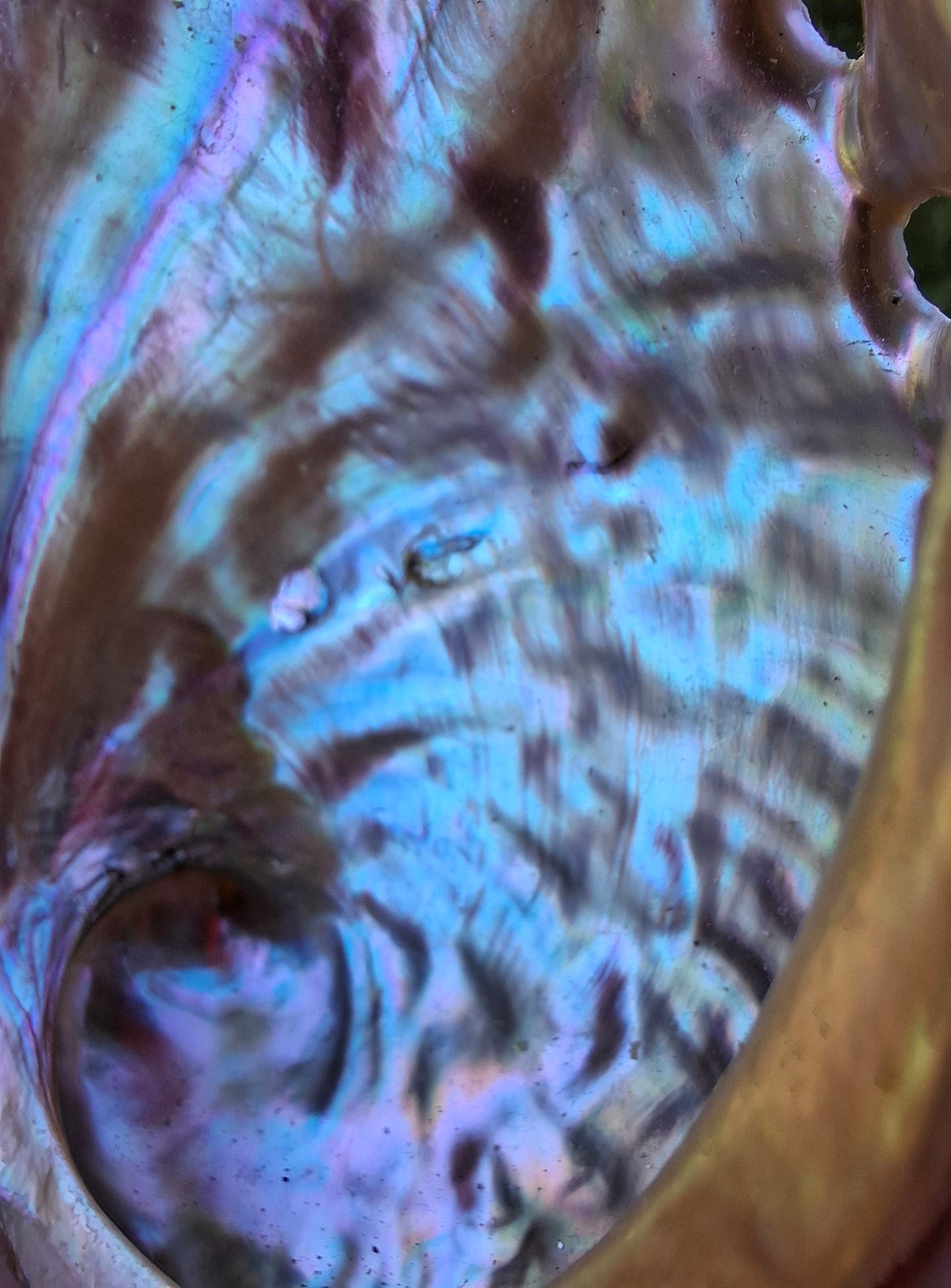 Abalone Shell, (Ref: SH3)