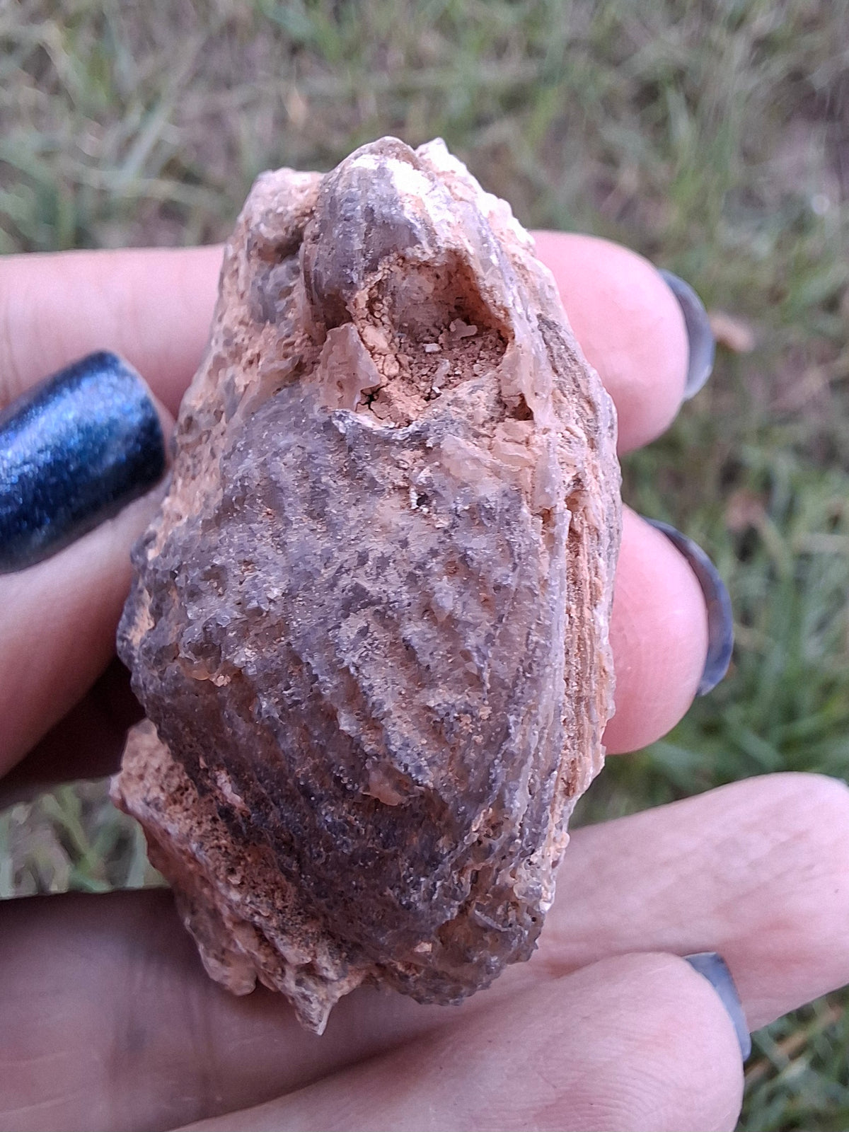 Chalcedony Oyster, Fossil (Ref: FO3)