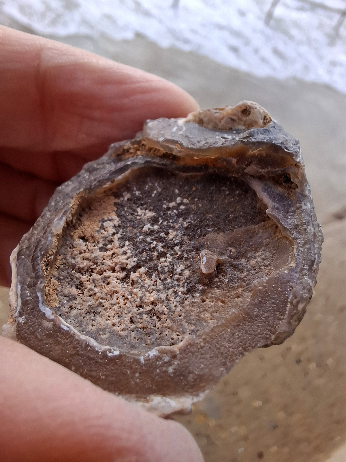 Chalcedony Oyster, Fossil (Ref: FO4)
