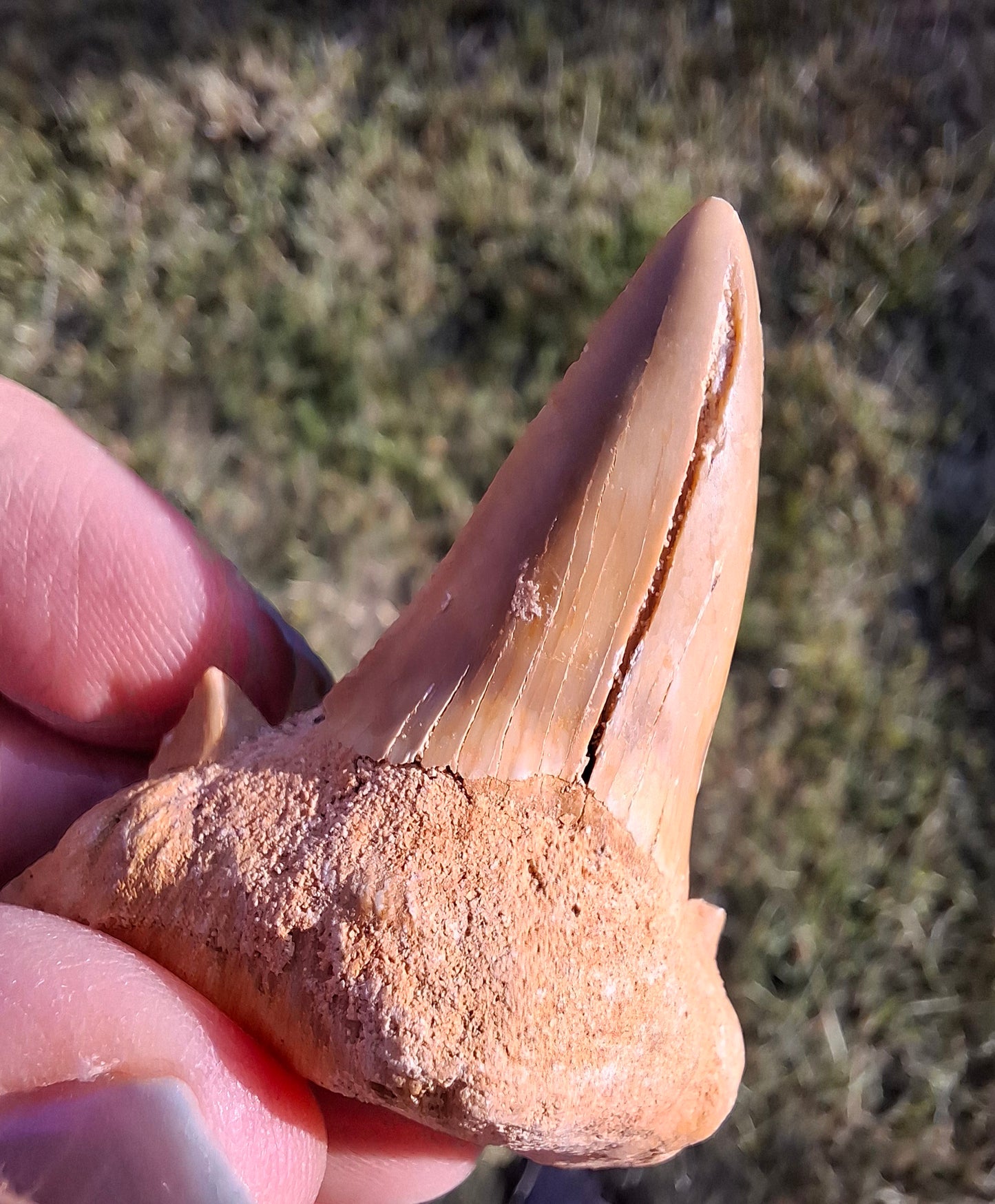 Otodus Shark Tooth, Fossil (Ref: OT 7)
