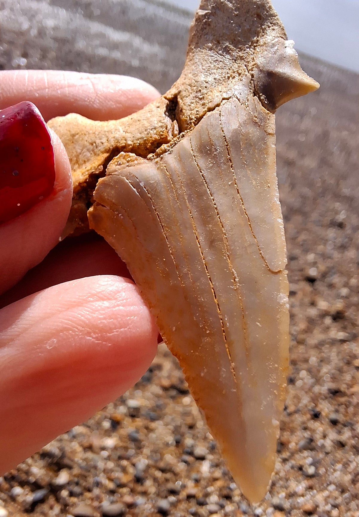 Otodus Shark Tooth, Fossil (Ref: OT6)