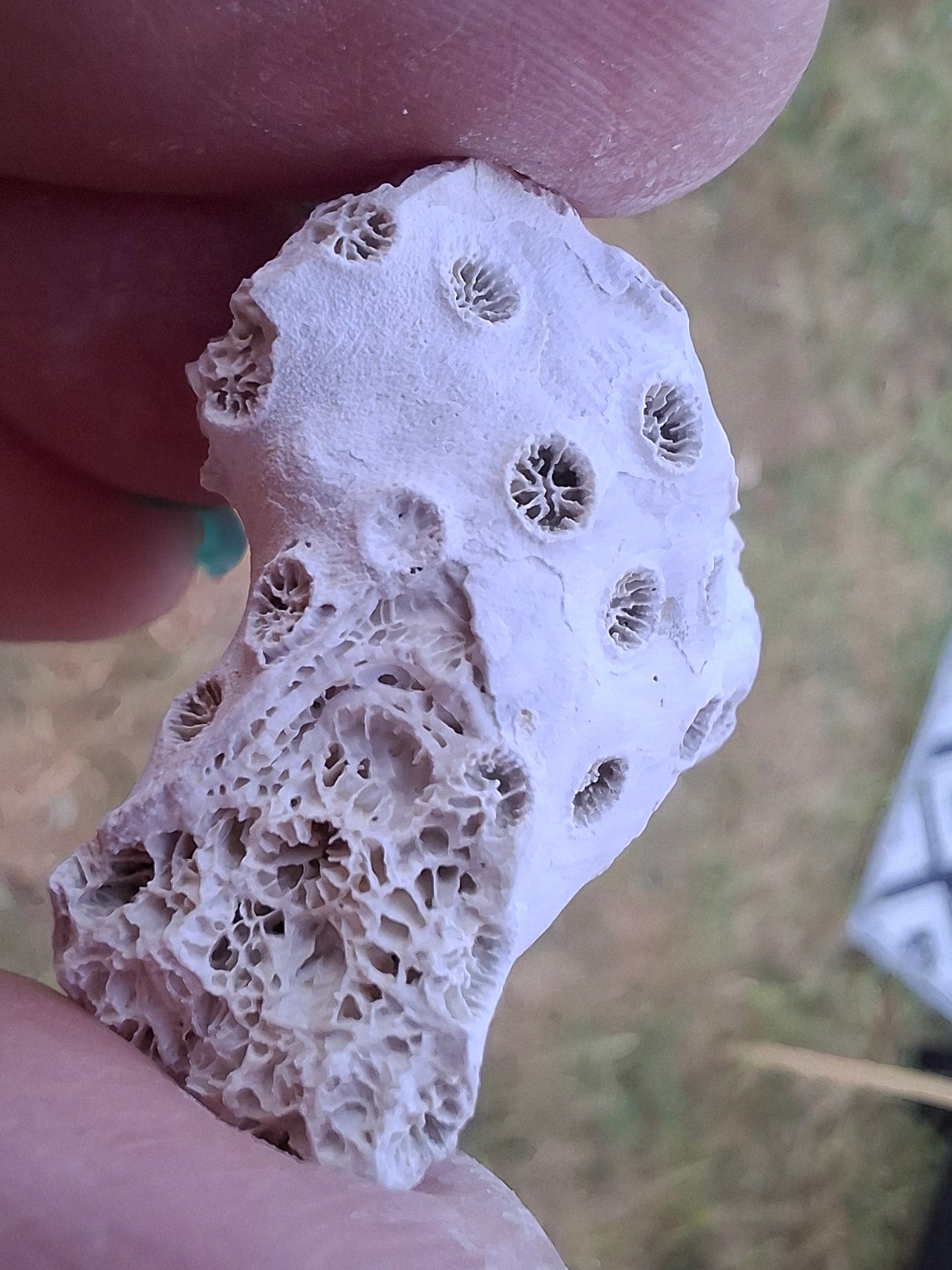 Fossil Coral, (Ref: FC1)