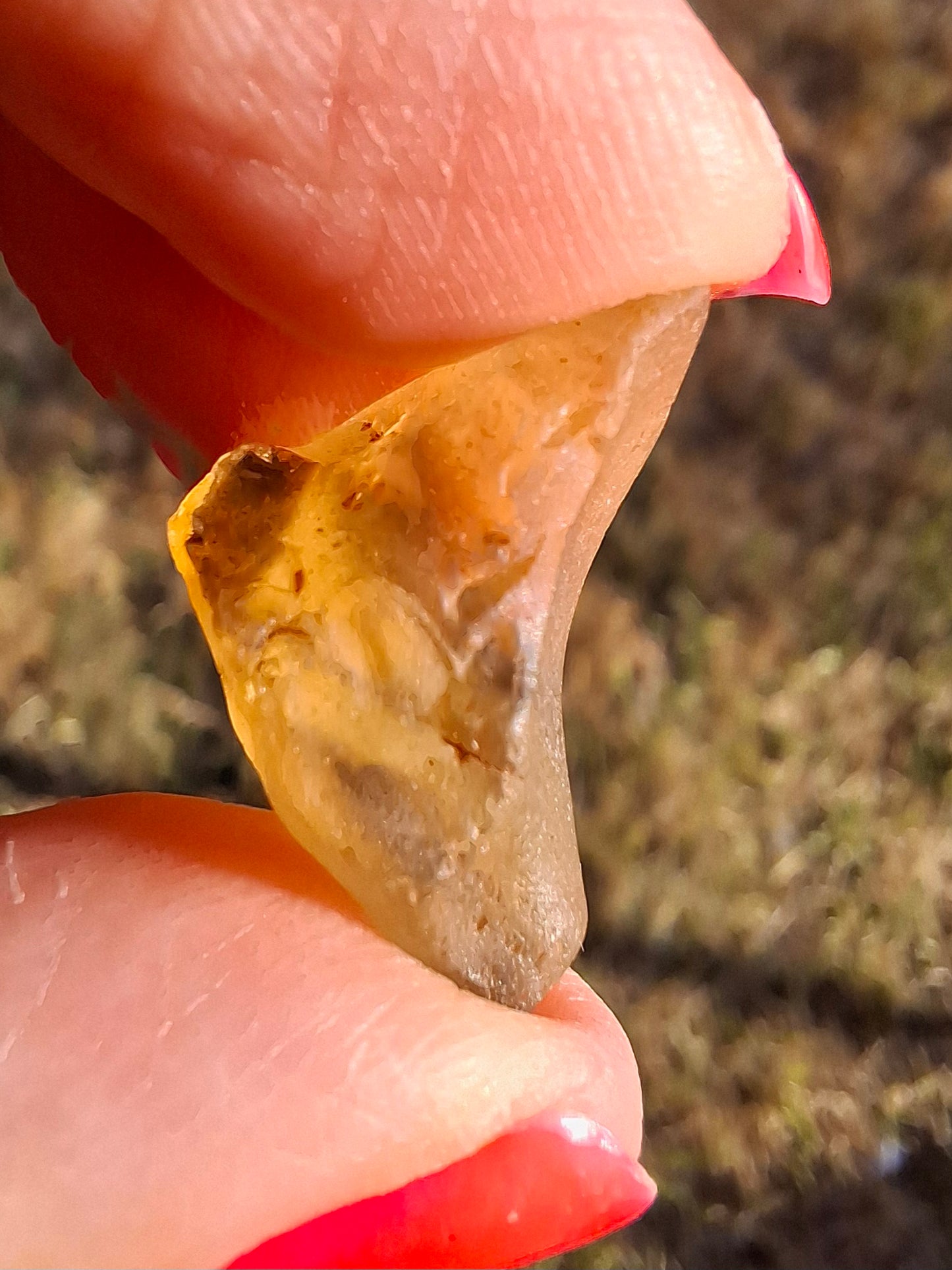 Libyan Desert Glass (darker) Piece, 3.72g, Tektite (Ref: L1378)
