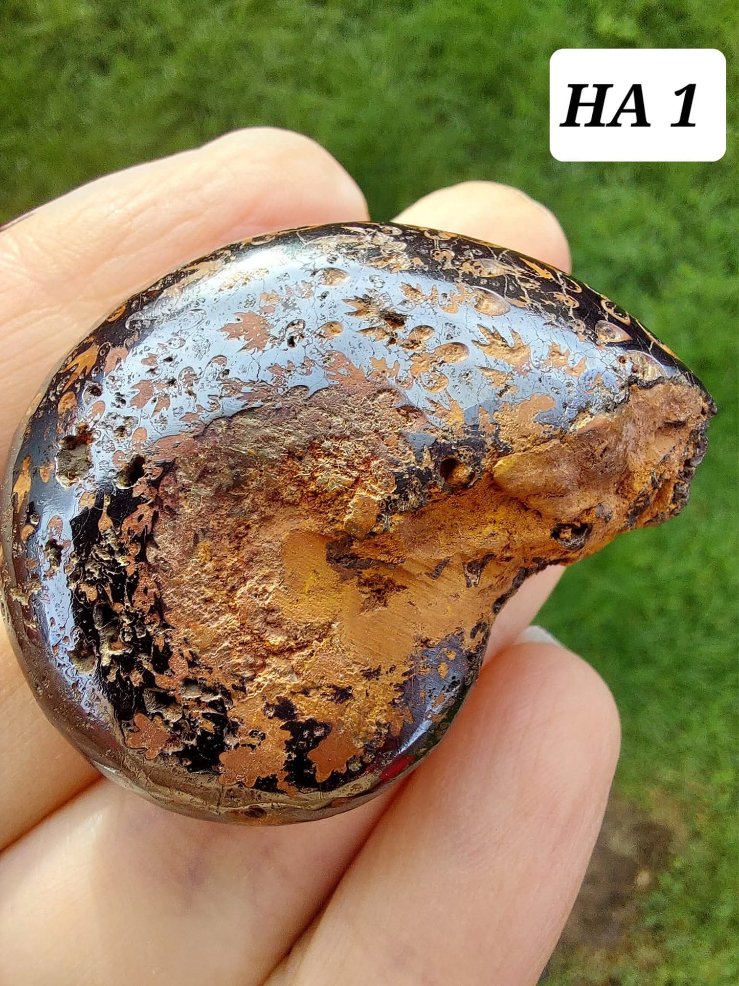 Hematite Ammonite, 21.29g, Fossil (Ref: HA1)