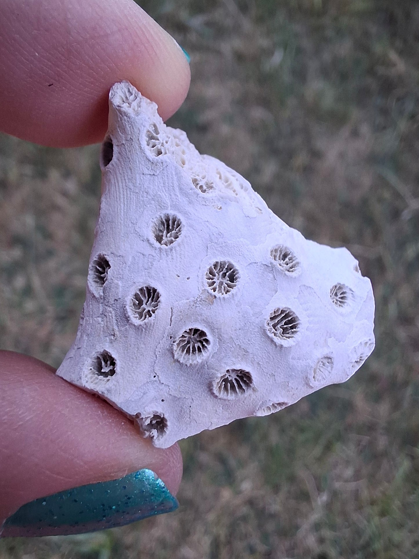 Fossil Coral, (Ref: FC1)