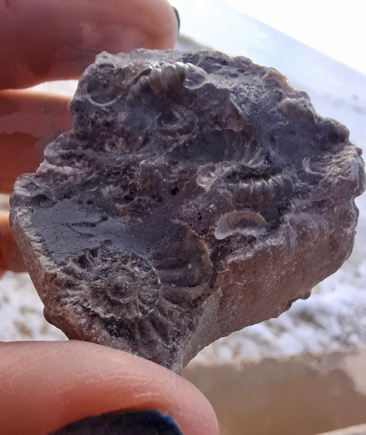 Ammonite Cluster, Fossil (Ref: ACL1)