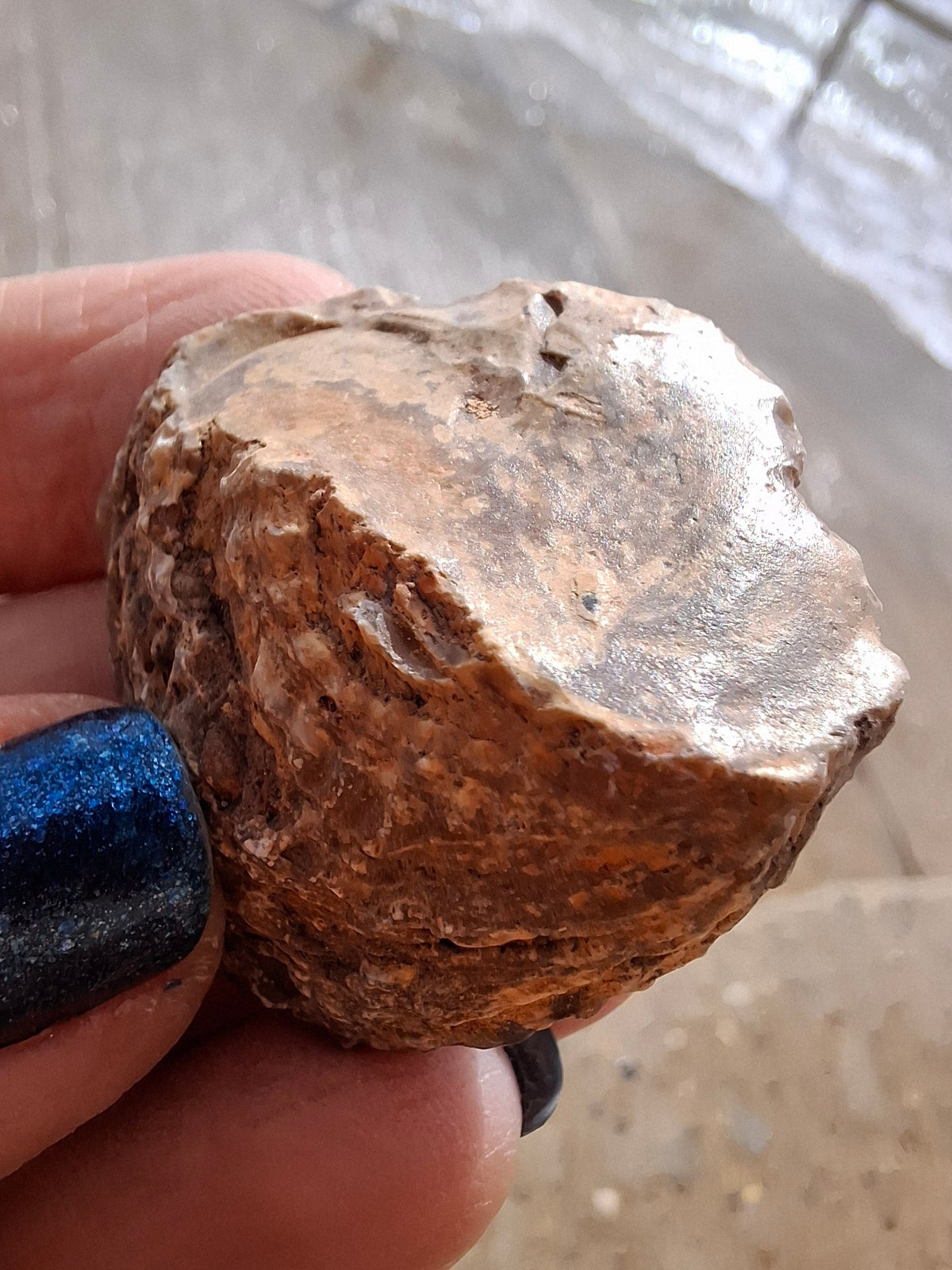 Chalcedony Oyster, Fossil (Ref: FO7)