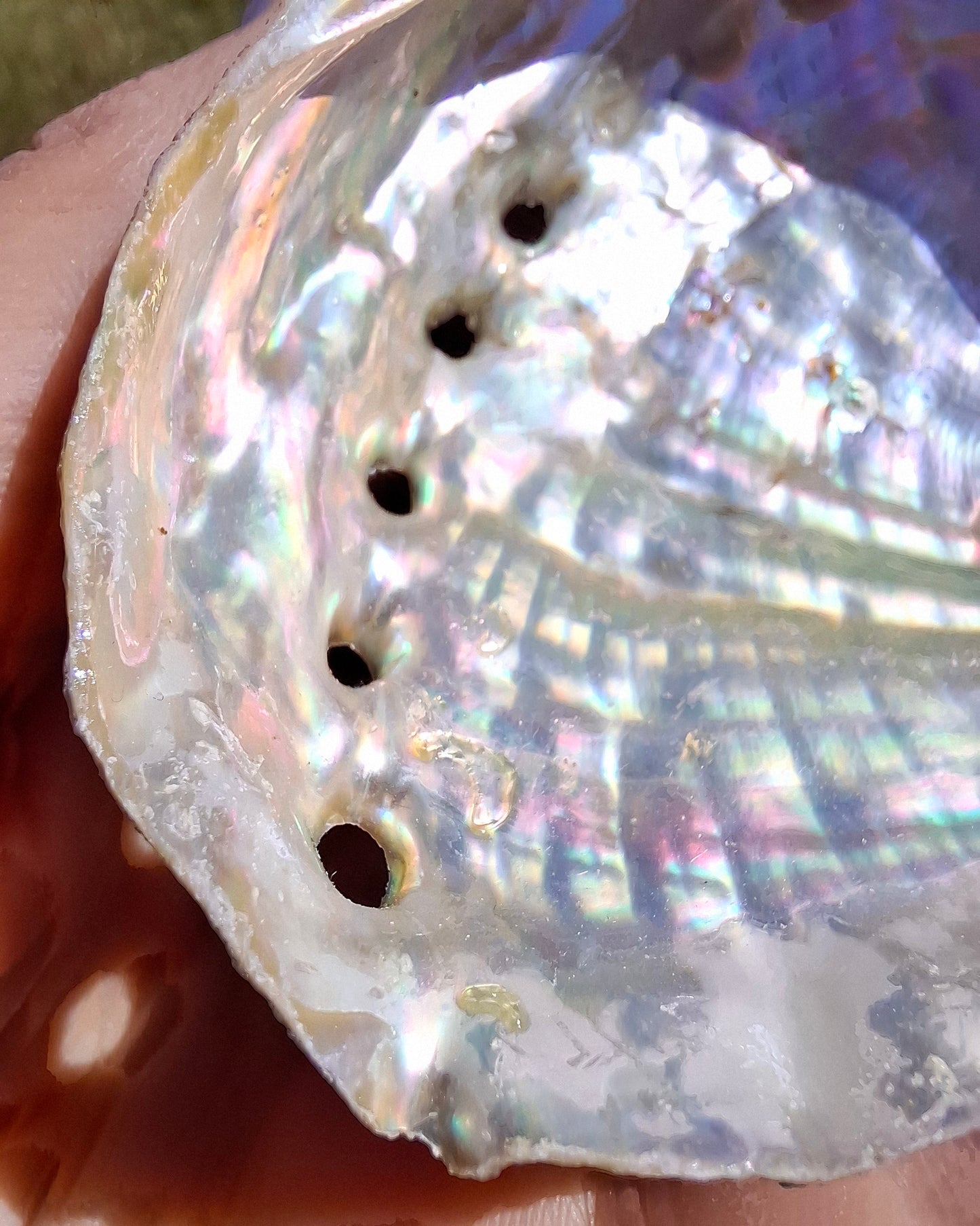 Abalone Shell, (Ref: SH1)