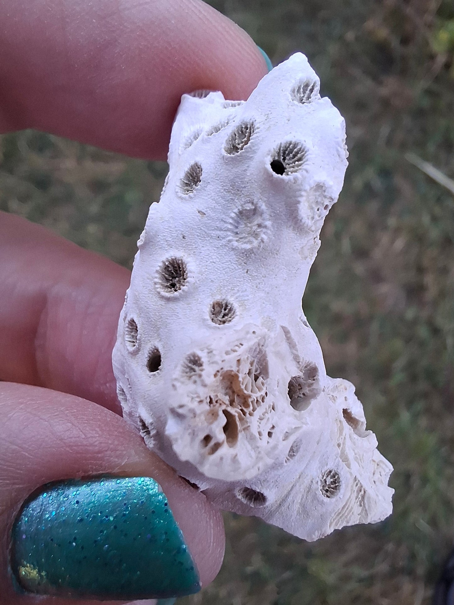 Fossil Coral, (Ref: FC4)