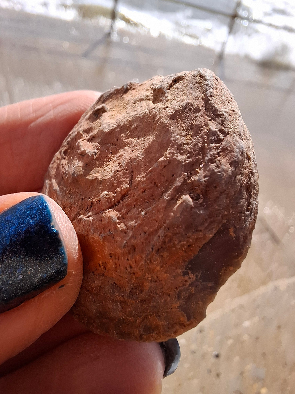 Chalcedony Oyster, Fossil (Ref: FO9)