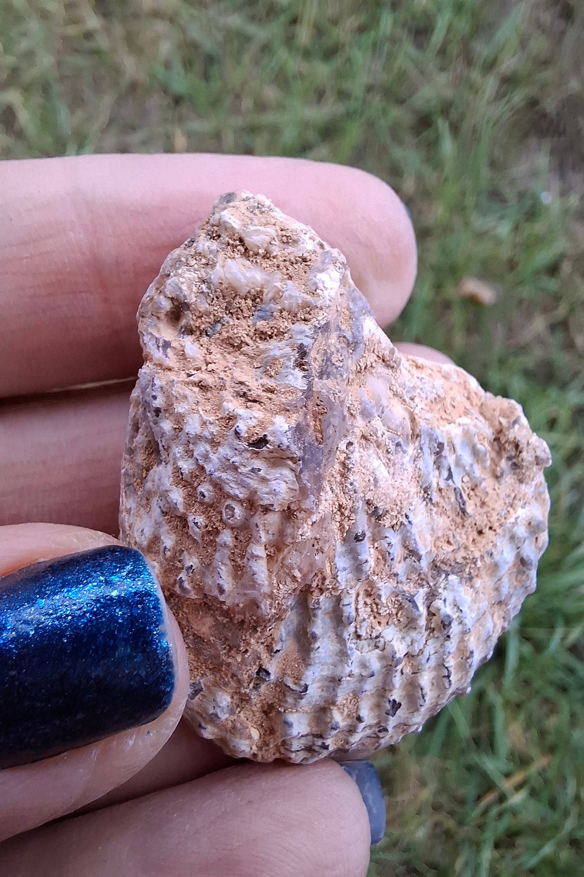 Chalcedony Oyster, Fossil (Ref: FO8)