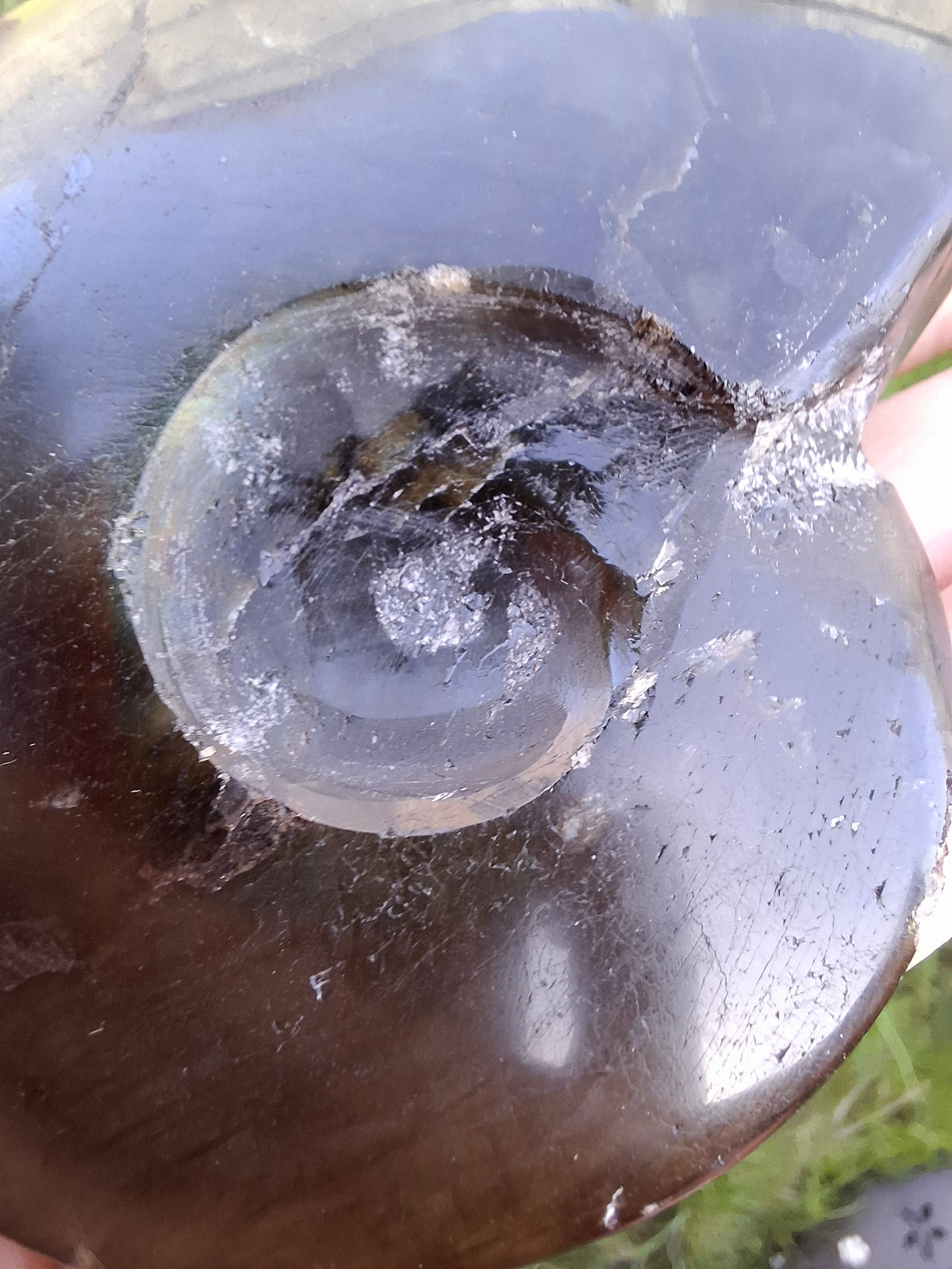 Labradorite Ammonite Carving, 160.21g, Crystal (Ref: laba4)