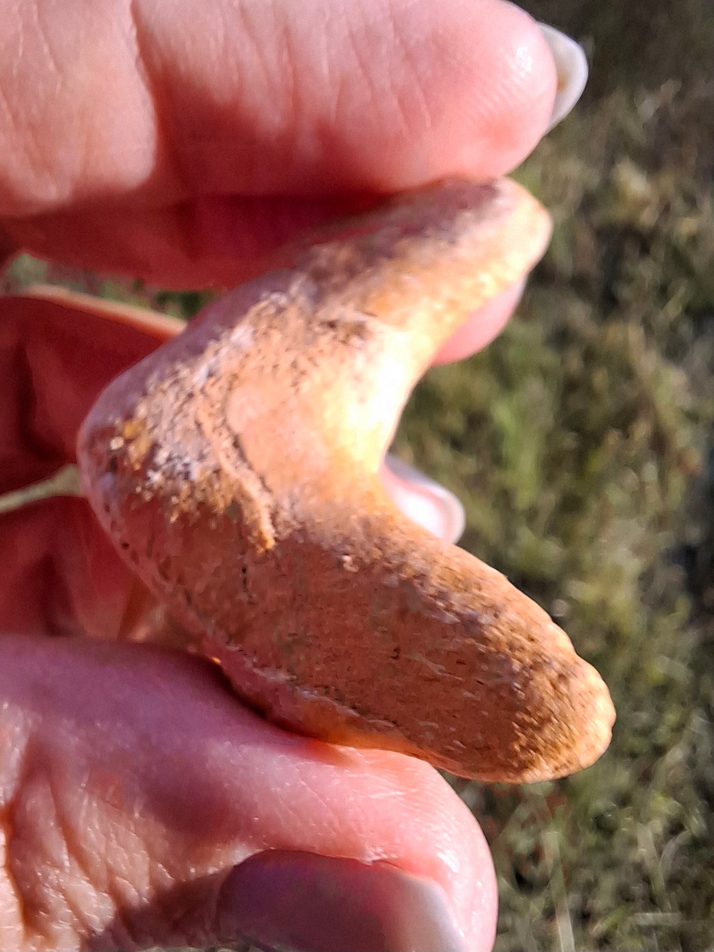 Otodus Shark Tooth, Fossil (Ref: OT 7)