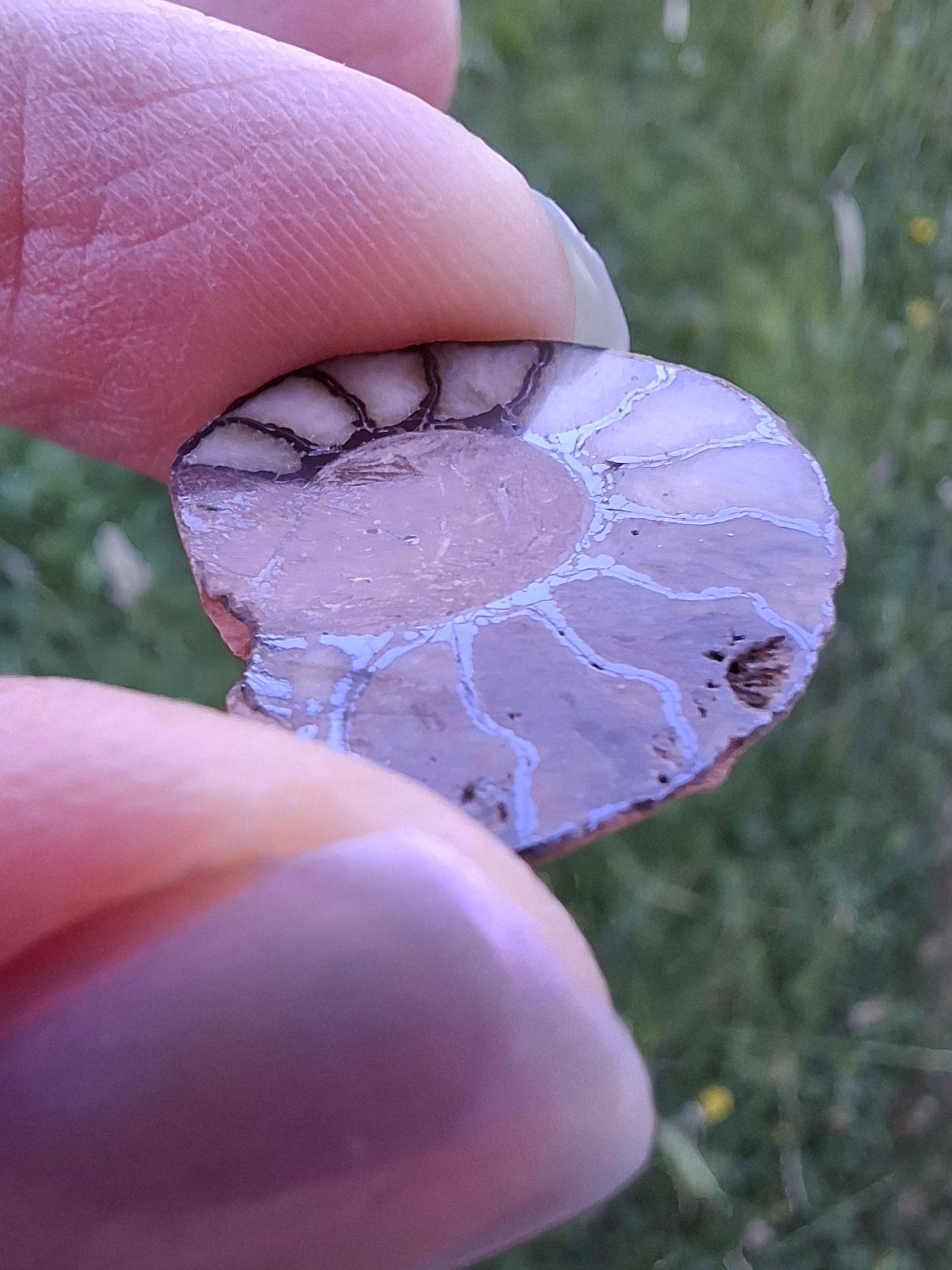 Small Haematite Ammonite HALF, 1.66g, Fossil (Ref: MA2)