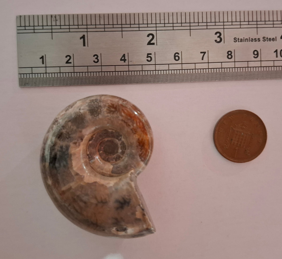Polished Ammonite, Fossil (Ref: AMM1)