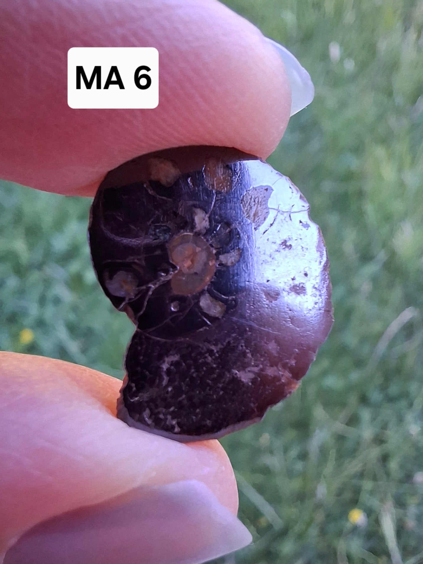 Small Haematite Ammonite HALF, 1.41g, Fossil (Ref: MA6)