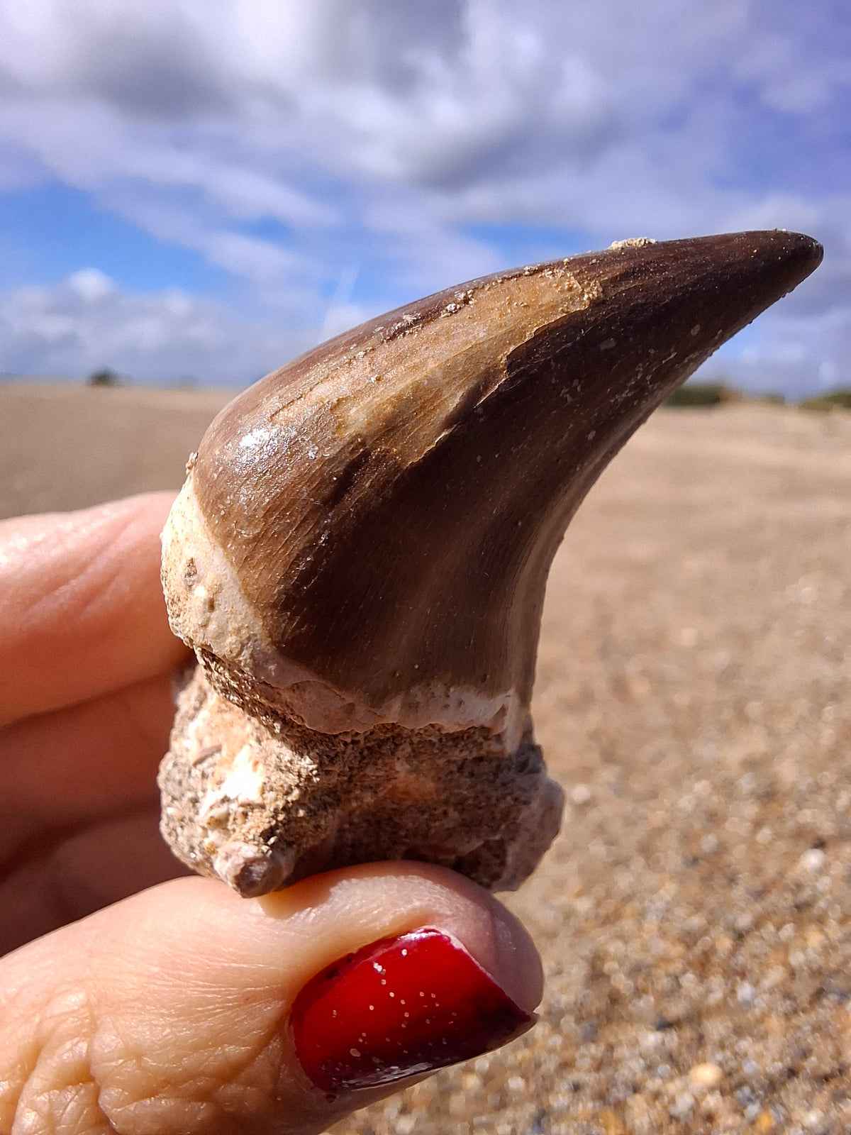 Mosasaurus Tooth with matrix, Fossil, (Ref: MTM1)