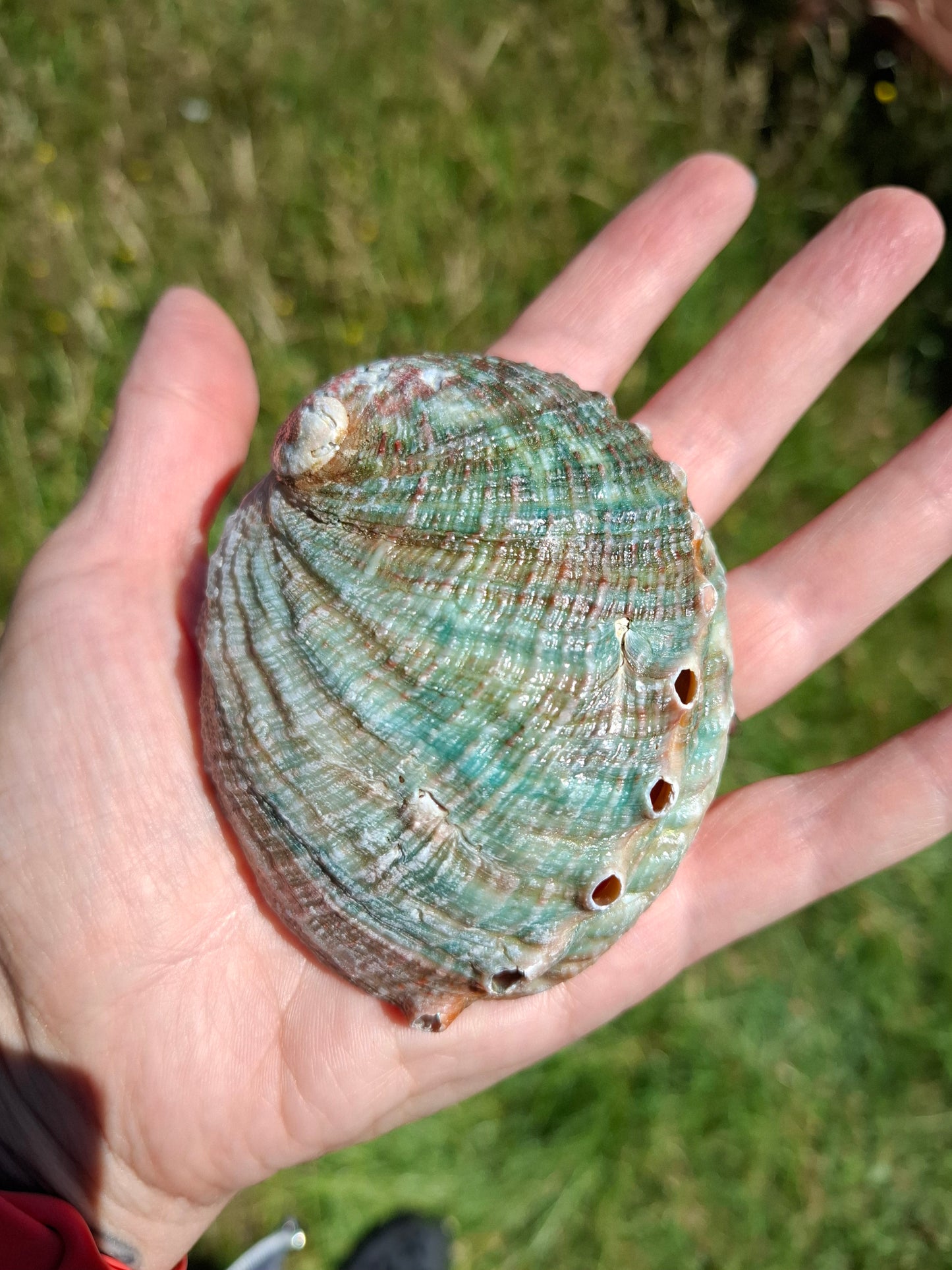 Abalone Shell, (Ref: SH2)