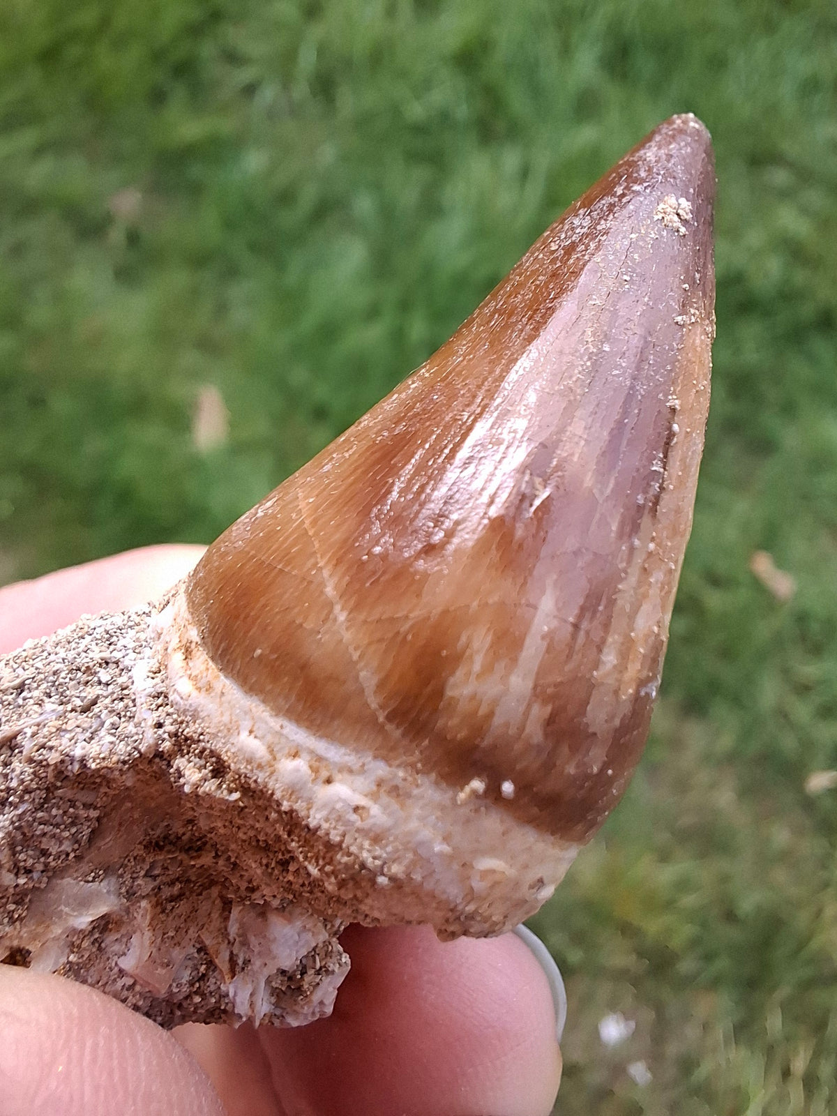 Mosasaurus Tooth with matrix, Fossil, (Ref: MTM1)