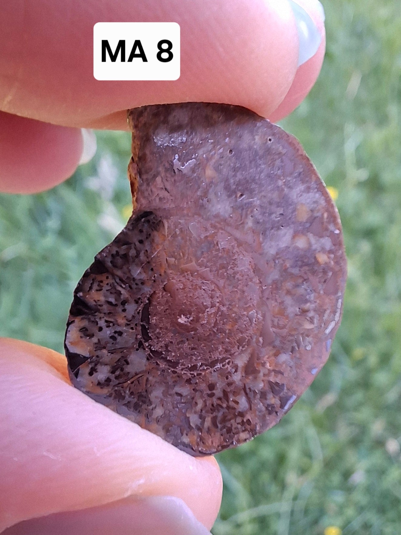Small Haematite Ammonite HALF, 2.55g, Fossil (Ref: MA8)