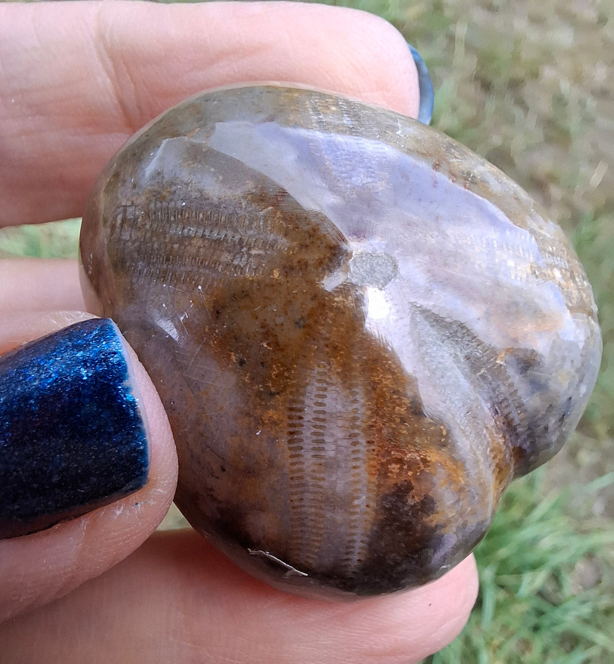 Polished Sea Urchin, Fossil (Ref: SU3)
