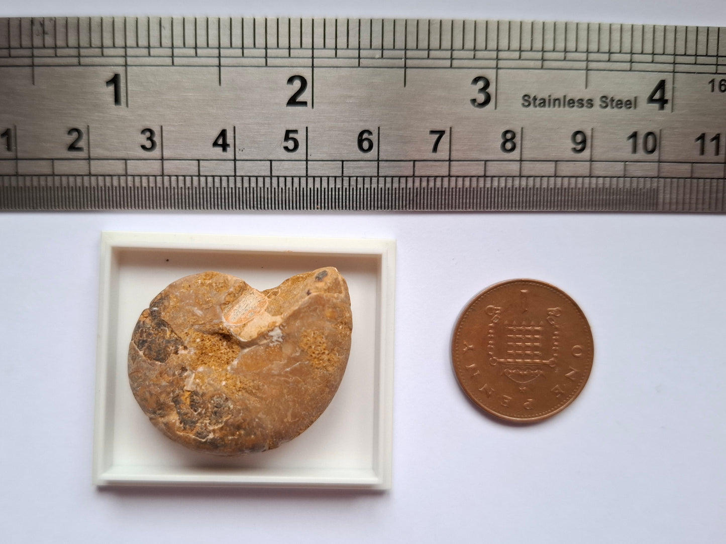 Phylloceras Ammonite, Fossil (Ref: PA9)