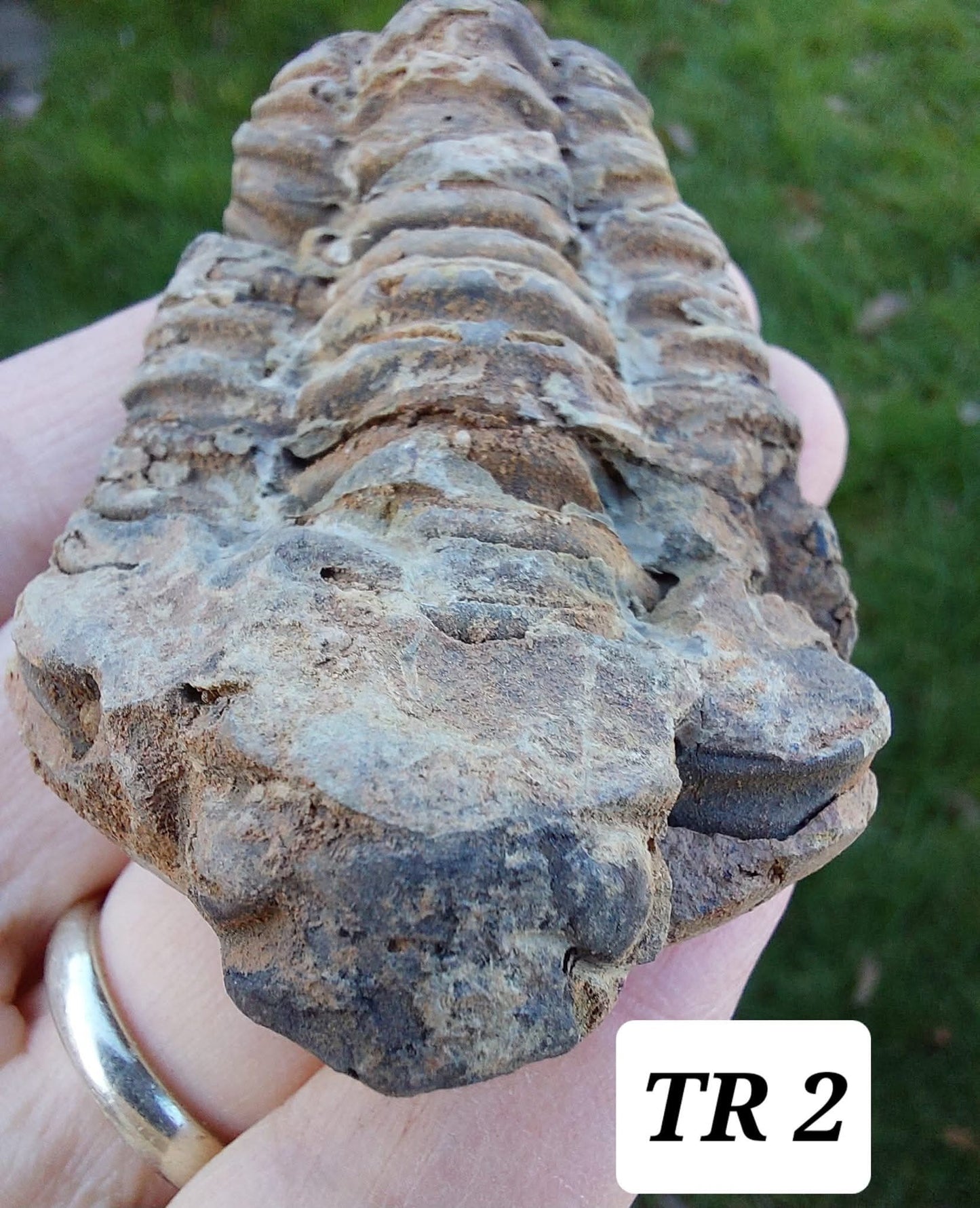 Trilobite (Flexicalymene), 62.33g, Fossil (Ref: TR2)