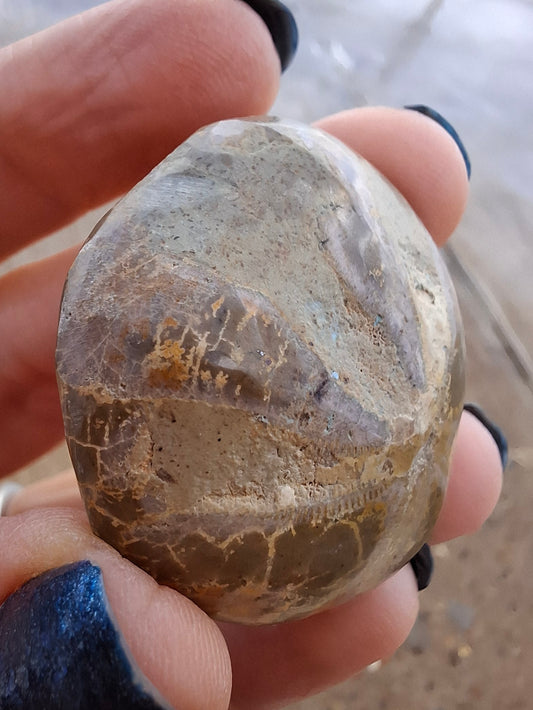 Polished Sea Urchin, Fossil (Ref: SU5)