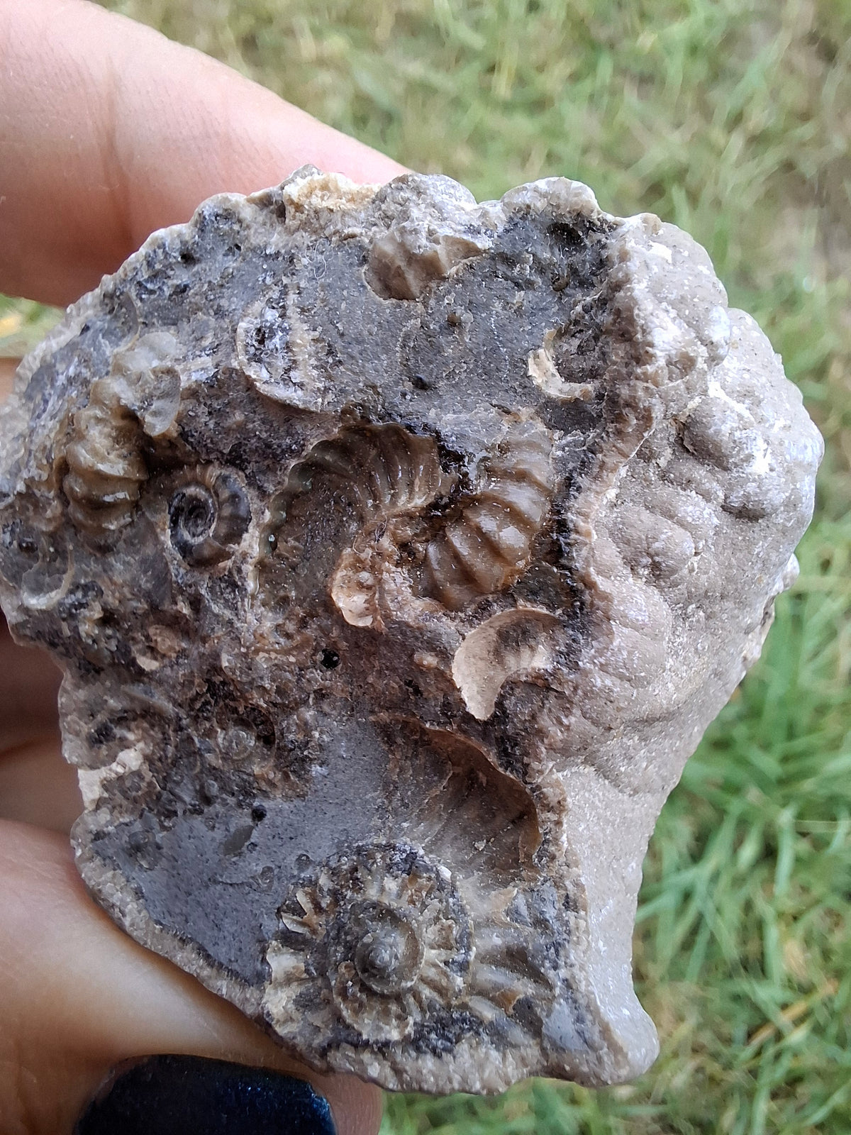 Ammonite Cluster, Fossil (Ref: ACL1)