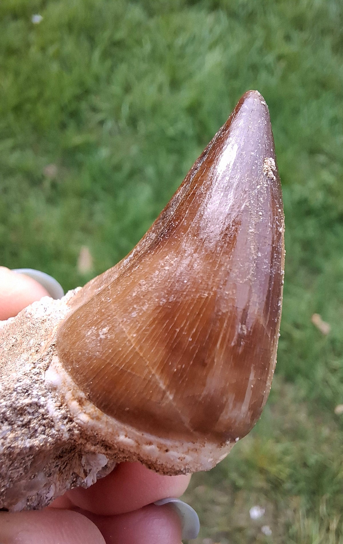 Mosasaurus Tooth with matrix, Fossil, (Ref: MTM1)