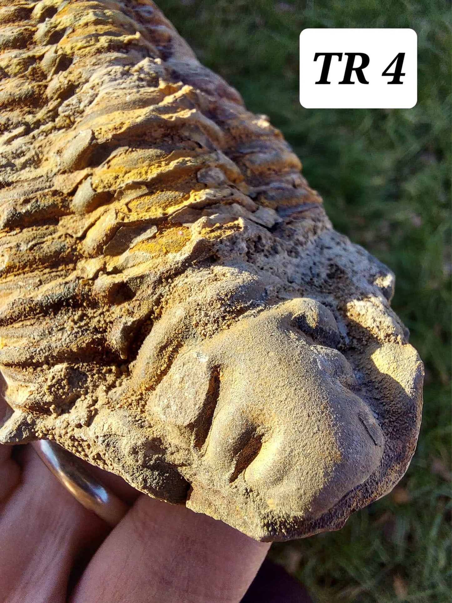 Trilobite (Flexicalymene), 111.00g, Fossil (Ref: TR4)