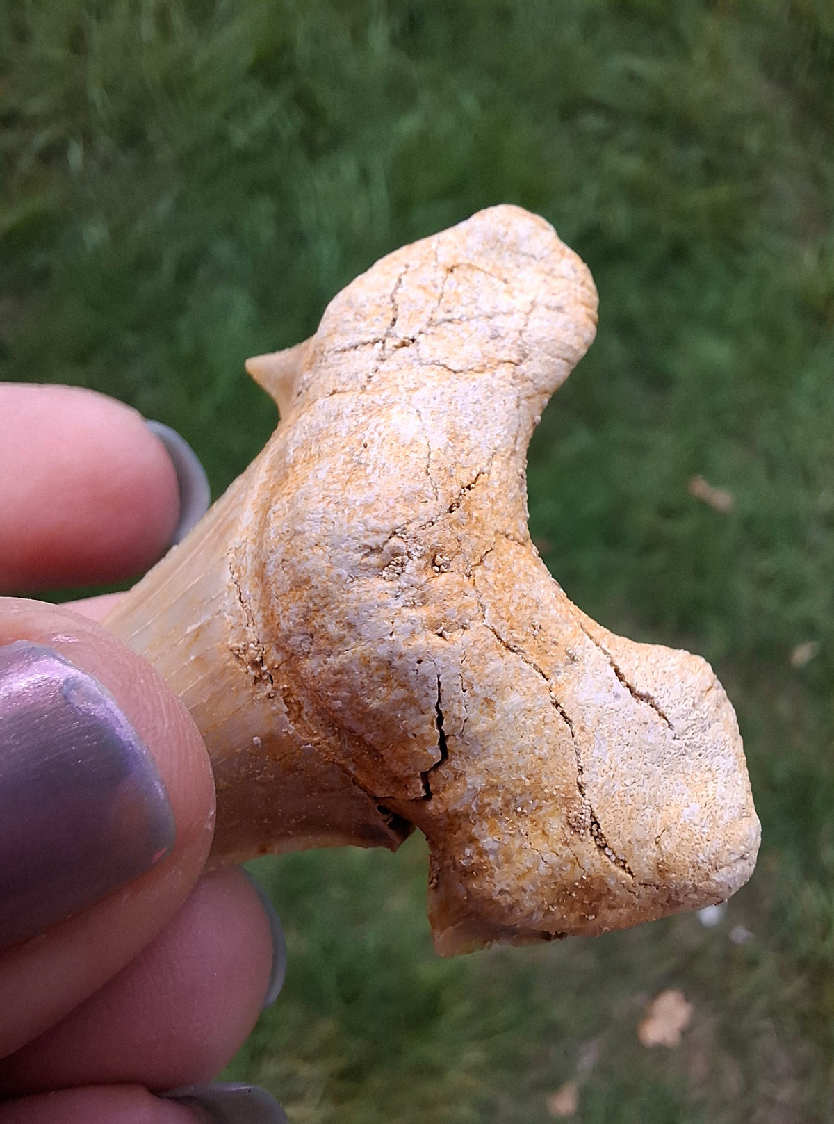 Otodus Shark Tooth, Fossil (Ref: OT6)