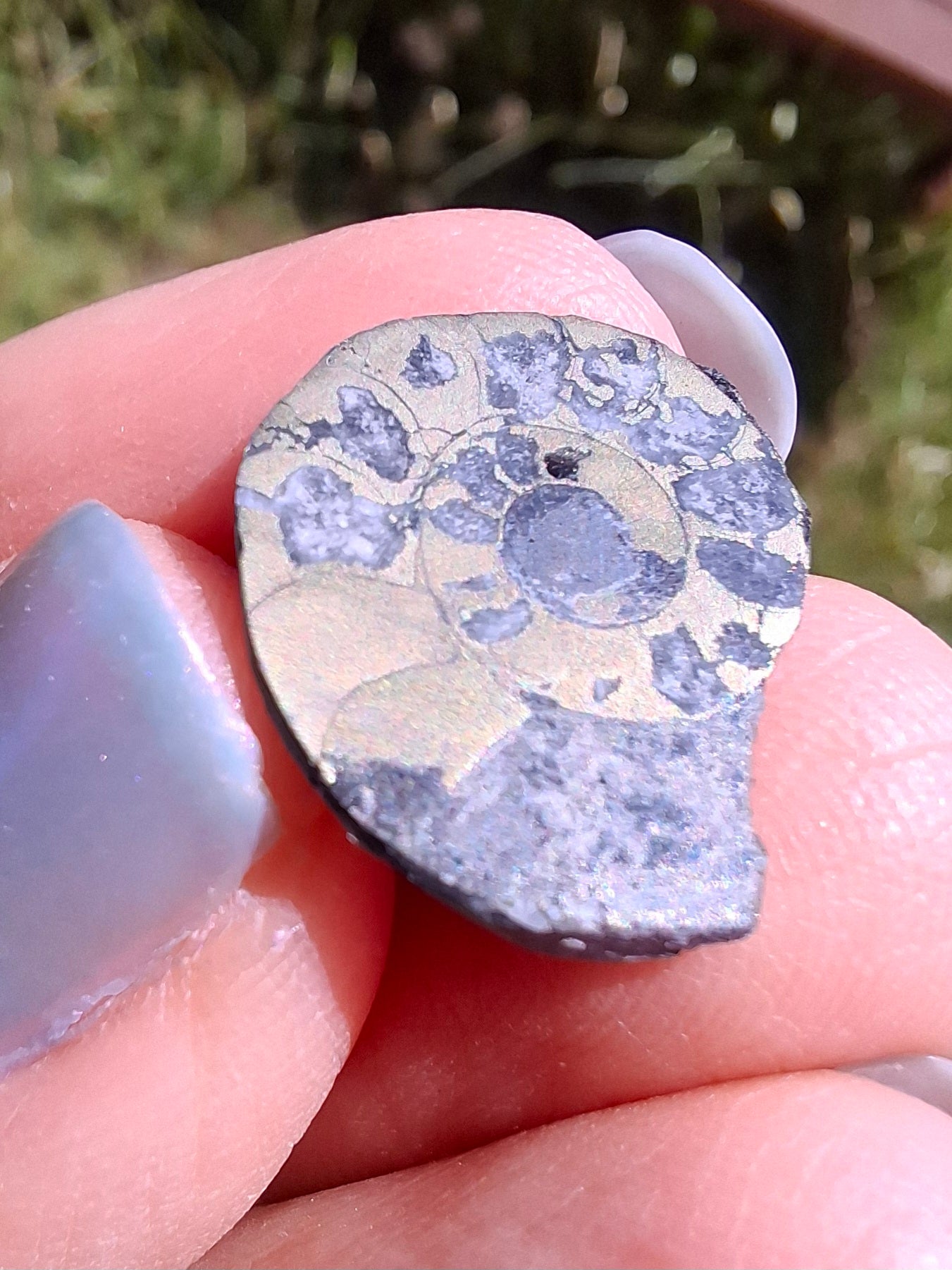Small Haematite Ammonite HALF, 1.10g, Fossil (Ref: MA9)