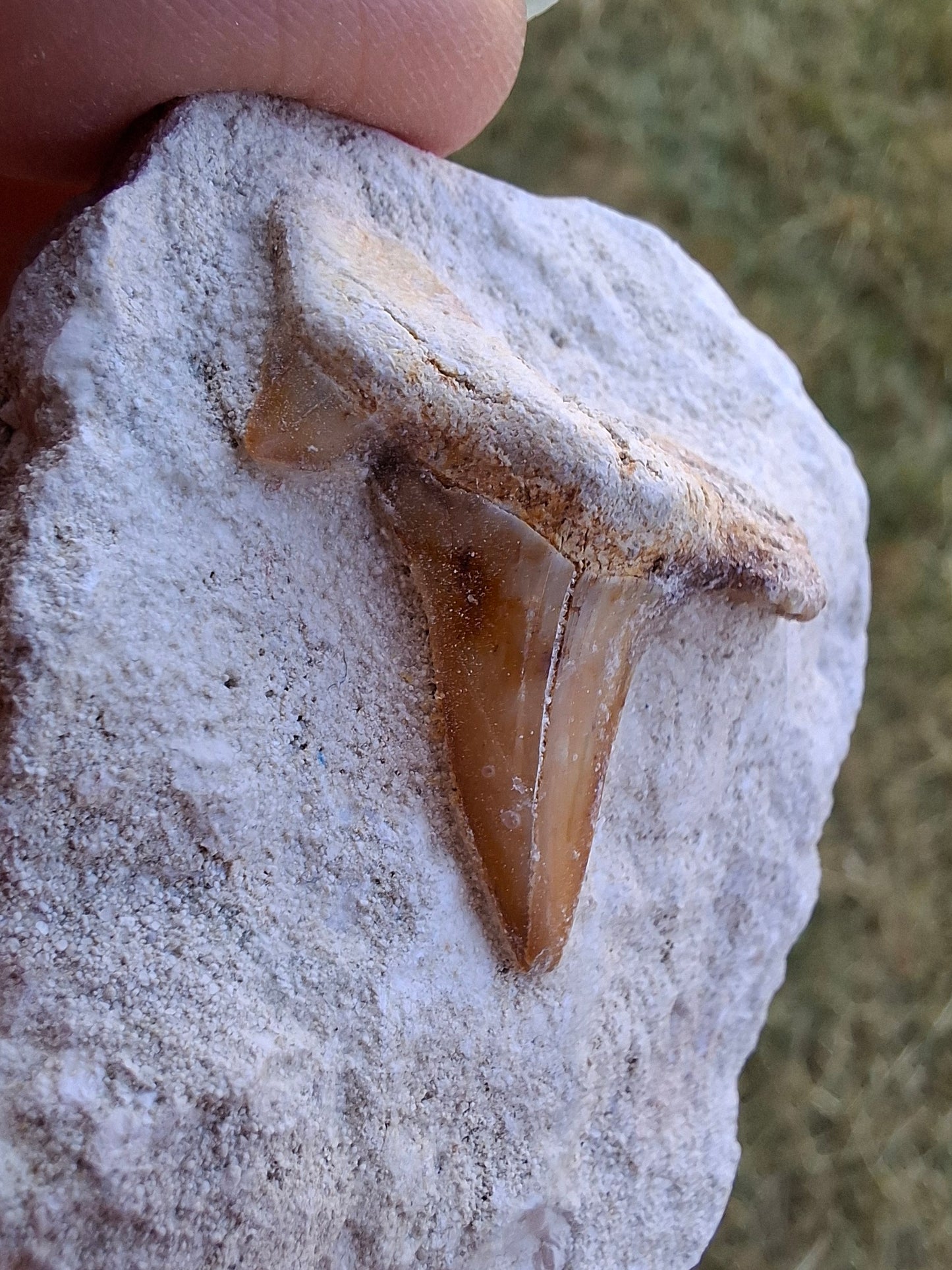 Otodus Shark Tooth, Fossil (Ref: OT4)