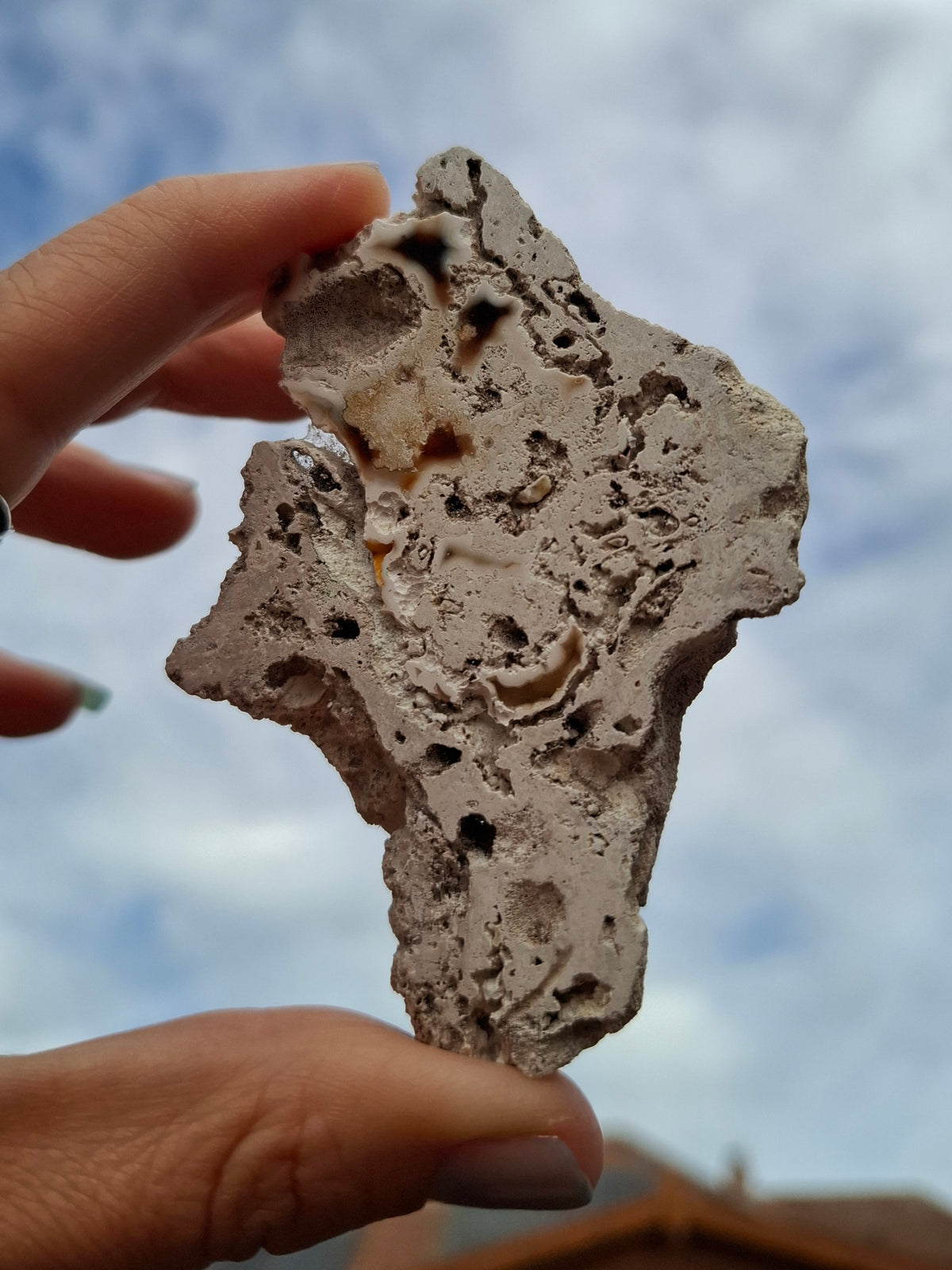 Fossilised Coral replaced by Chalcedony/Agate, Fossil (Ref: FCA1)