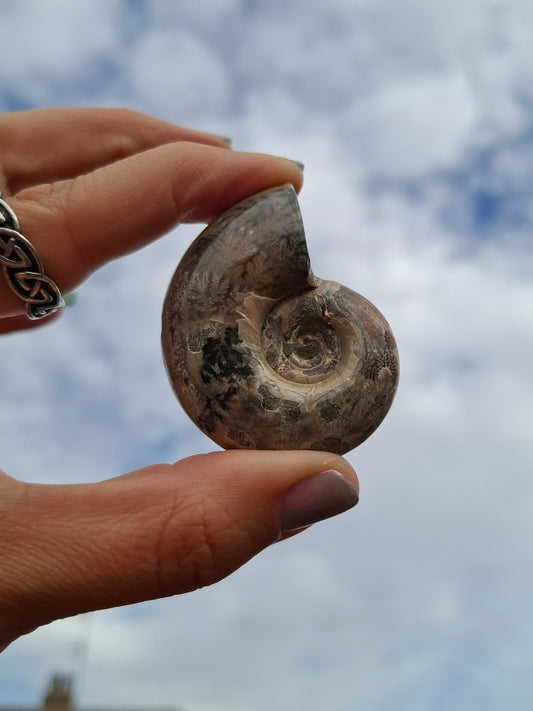 Polished Ammonite, Fossil (Ref: AMM1)
