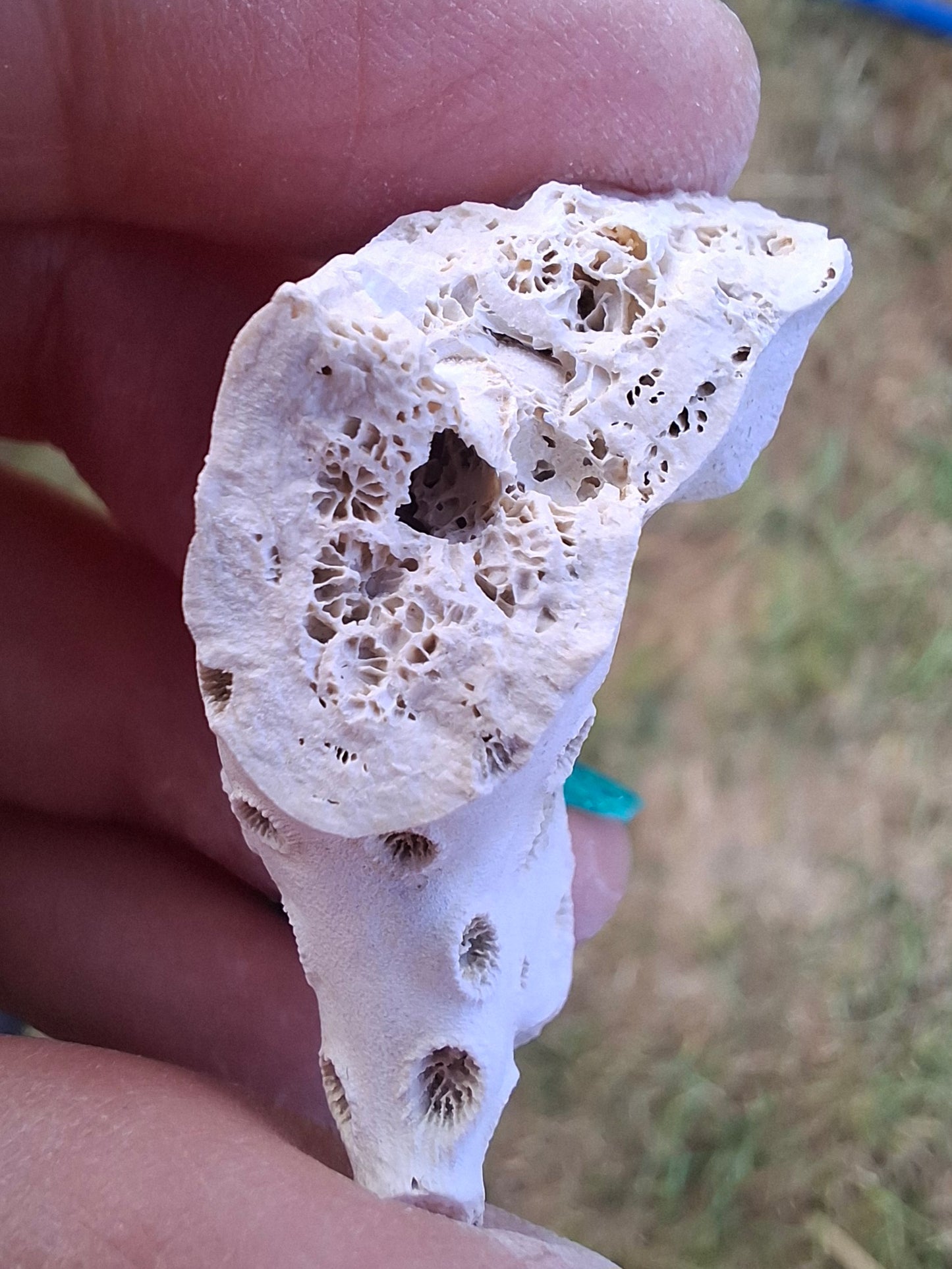 Fossil Coral, (Ref: FC4)