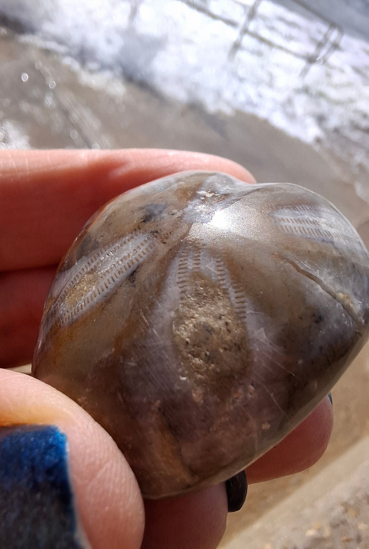 Polished Sea Urchin, Fossil (Ref: SU2)