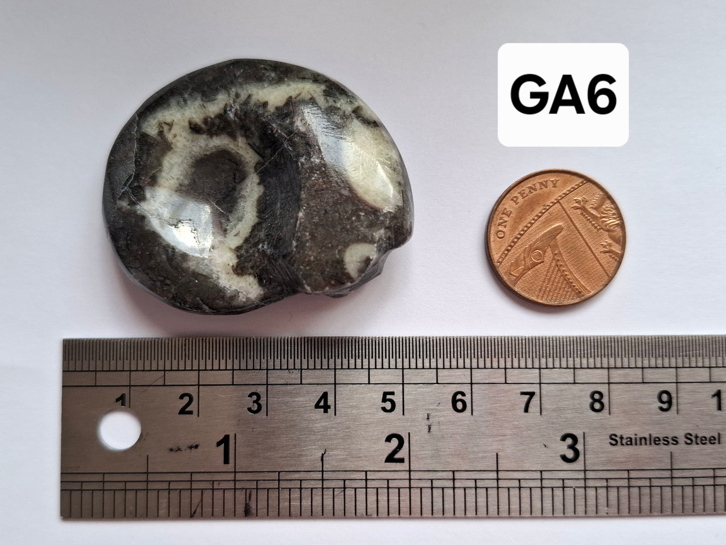 Goniatite, Fossil (Ref: GA6)