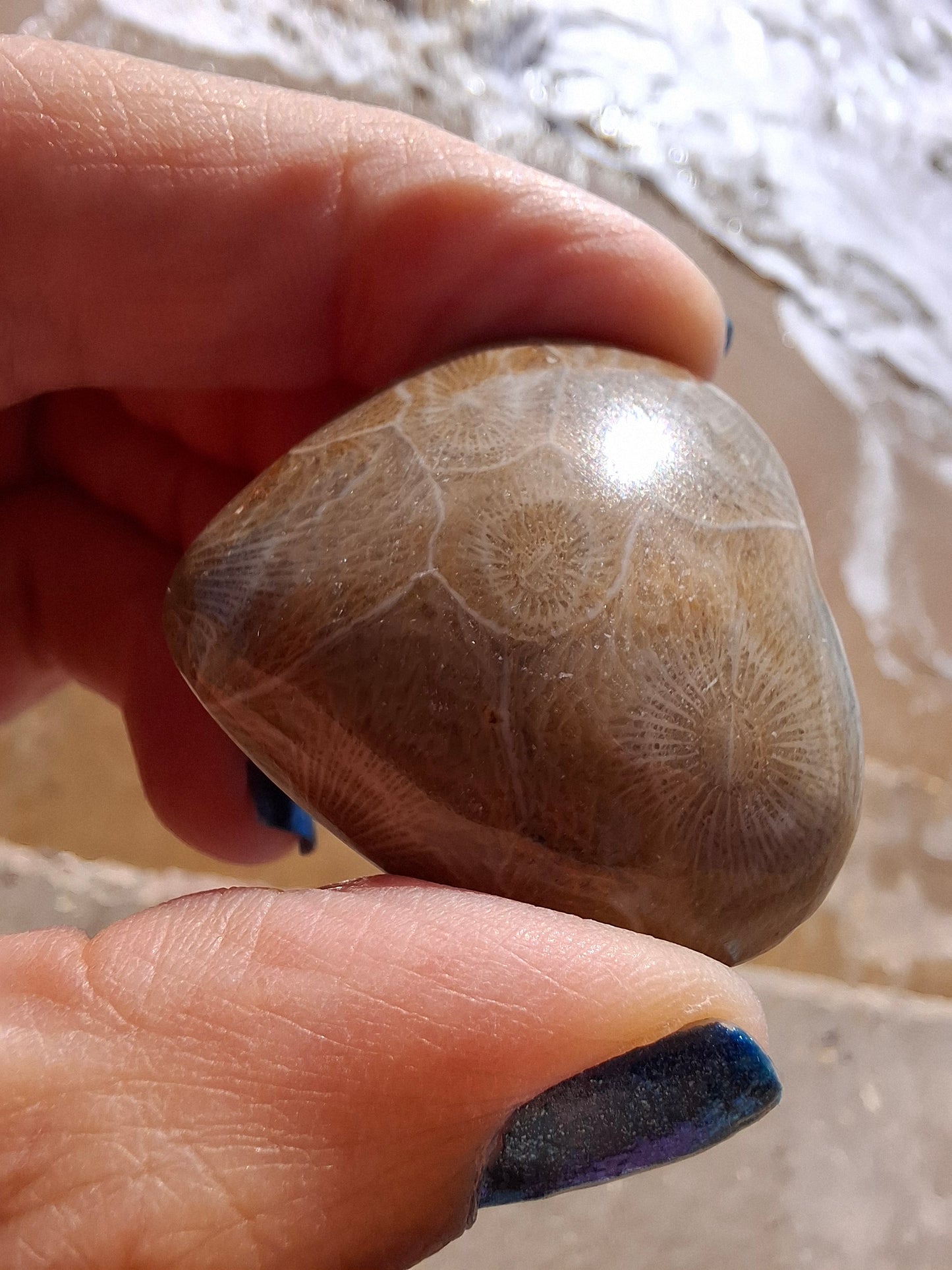 Fossil Coral Heart, (Ref: CoH2)