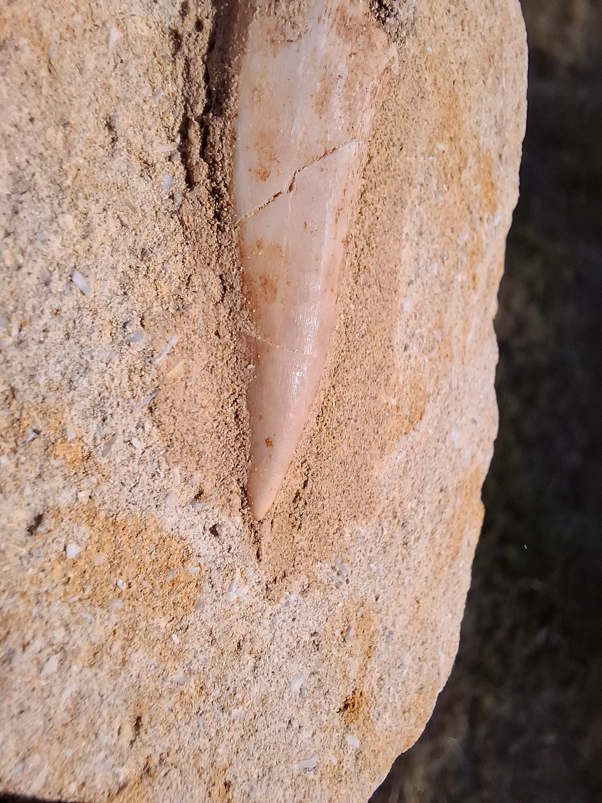 Enchodus Sabre Tooth, Fossil (Ref: ES3)