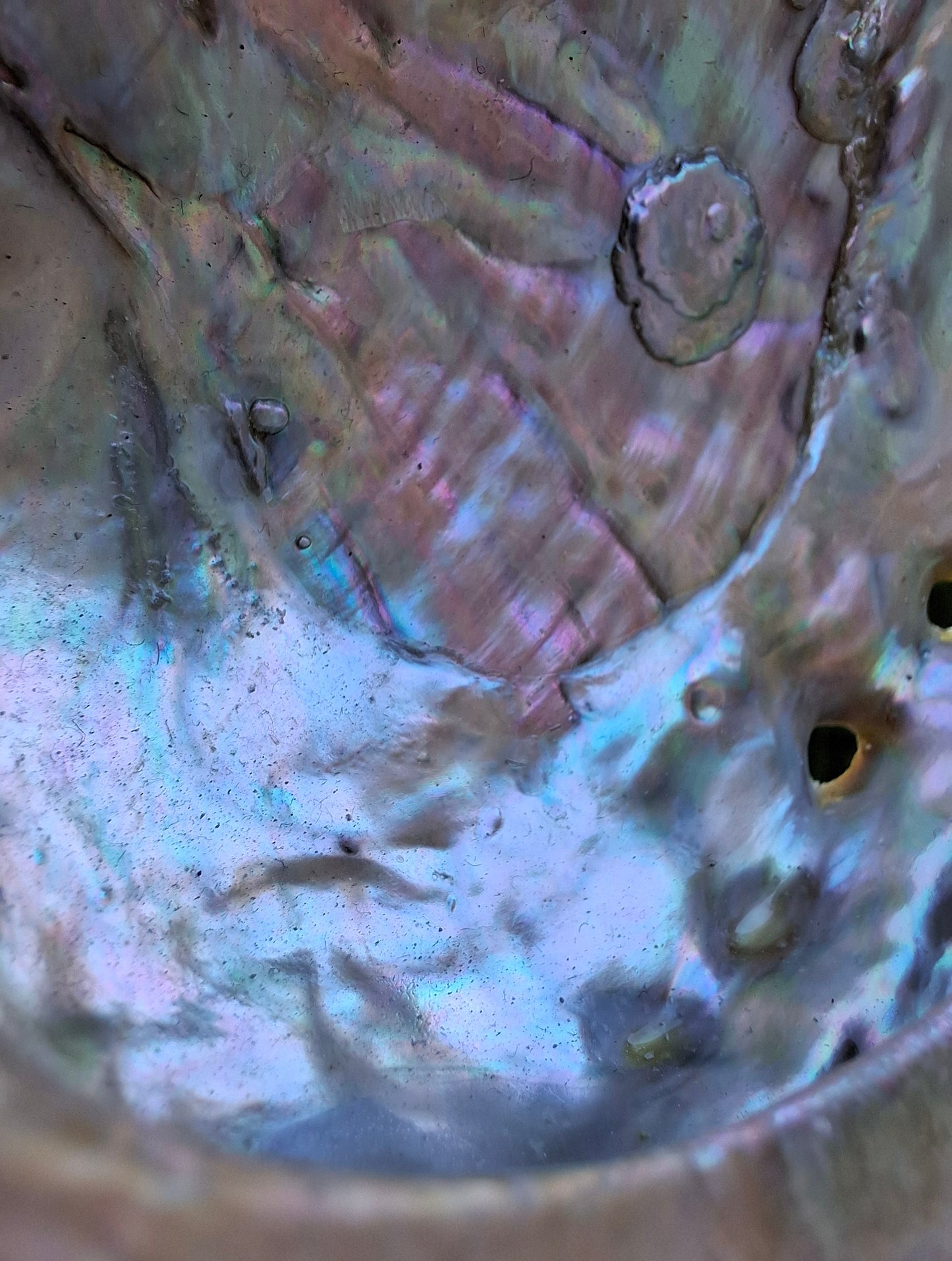 Abalone Shell, (Ref: SH2)