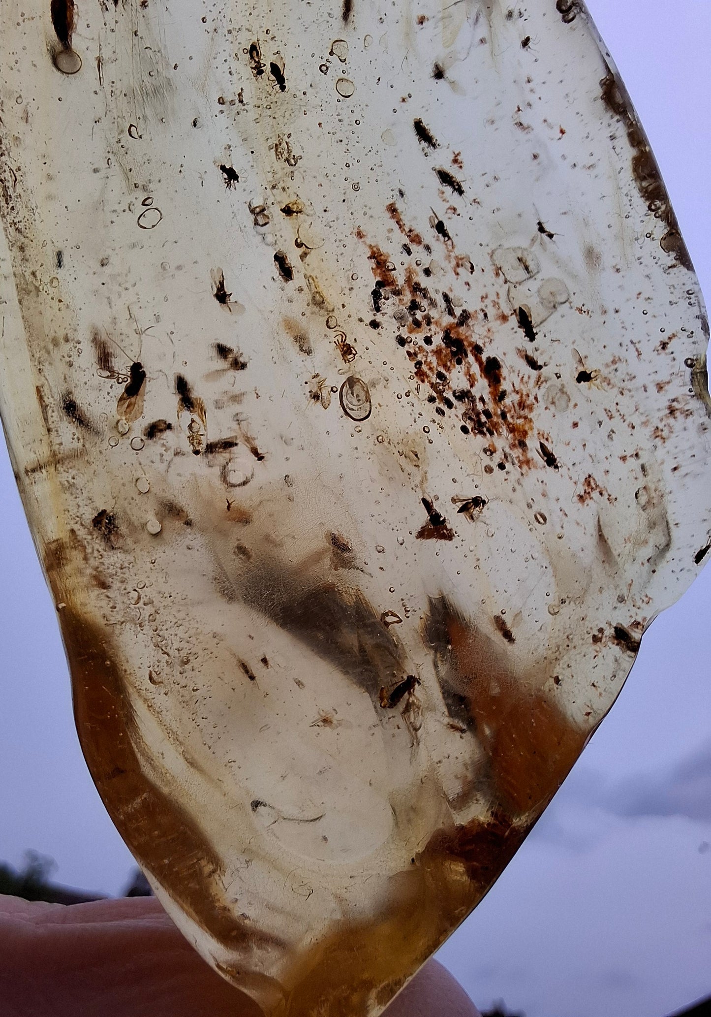 Copal Young Amber with INSECTS inside, 28.43g, Fossil (Ref: CA10)